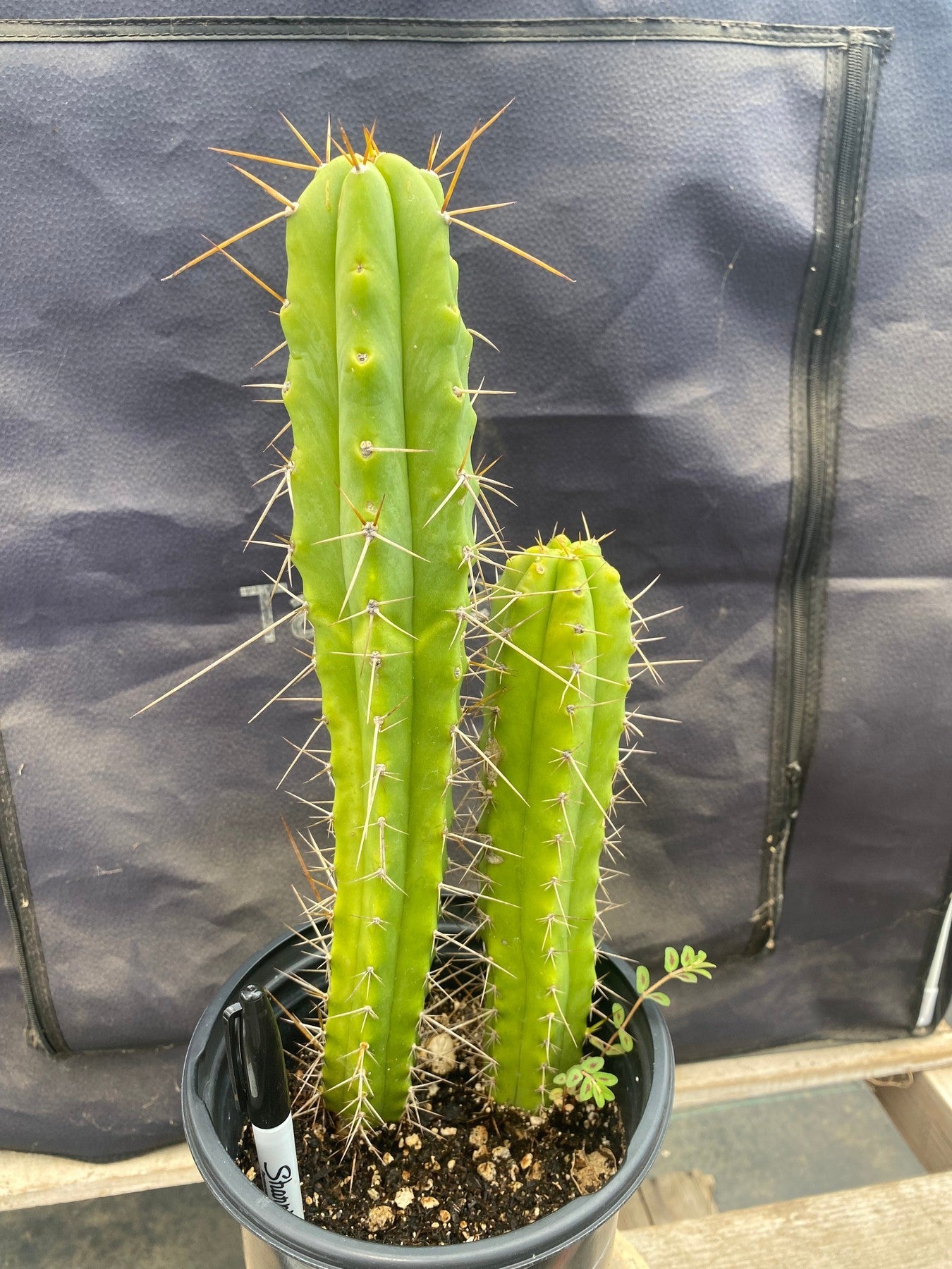 #EC220 EXACT Trichocereus Hybrid Bridgesii Psycho X Peru HyperSpace Pixie Cactus 13.5”-Cactus - Large - Exact-The Succulent Source