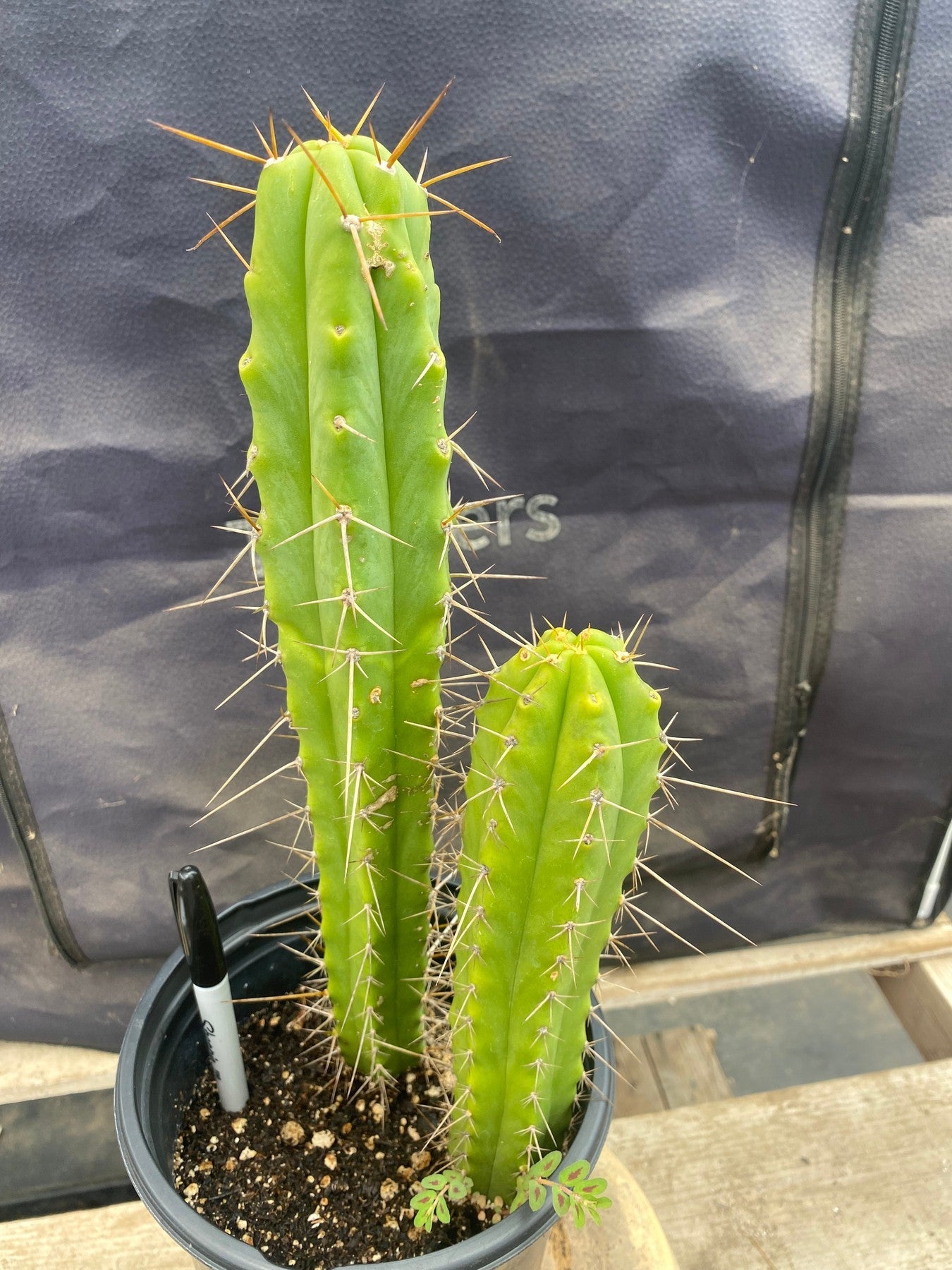 #EC220 EXACT Trichocereus Hybrid Bridgesii Psycho X Peru HyperSpace Pixie Cactus 13.5”-Cactus - Large - Exact-The Succulent Source