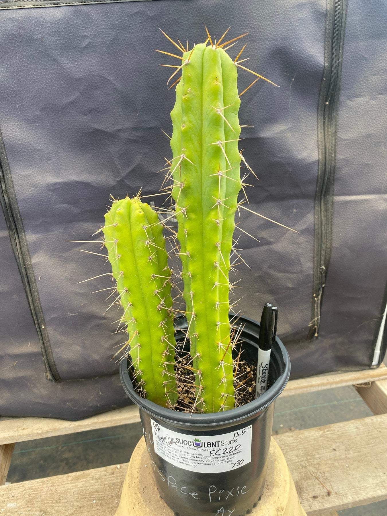 #EC220 EXACT Trichocereus Hybrid Bridgesii Psycho X Peru HyperSpace Pixie Cactus 13.5”-Cactus - Large - Exact-The Succulent Source