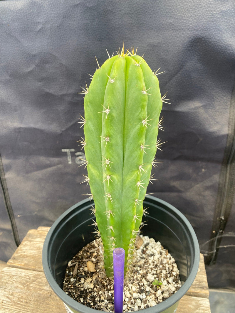 #EC220 EXACT Trichocereus Hybrid Scopulicola Dr.G X Bridgesii SS02 Ornamental Cactus 10”