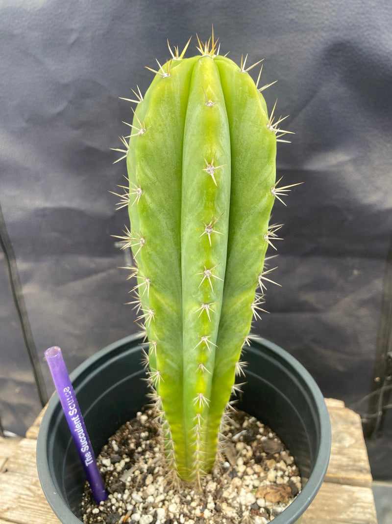 #EC220 EXACT Trichocereus Hybrid Scopulicola Dr.G X Bridgesii SS02 Ornamental Cactus 10”
