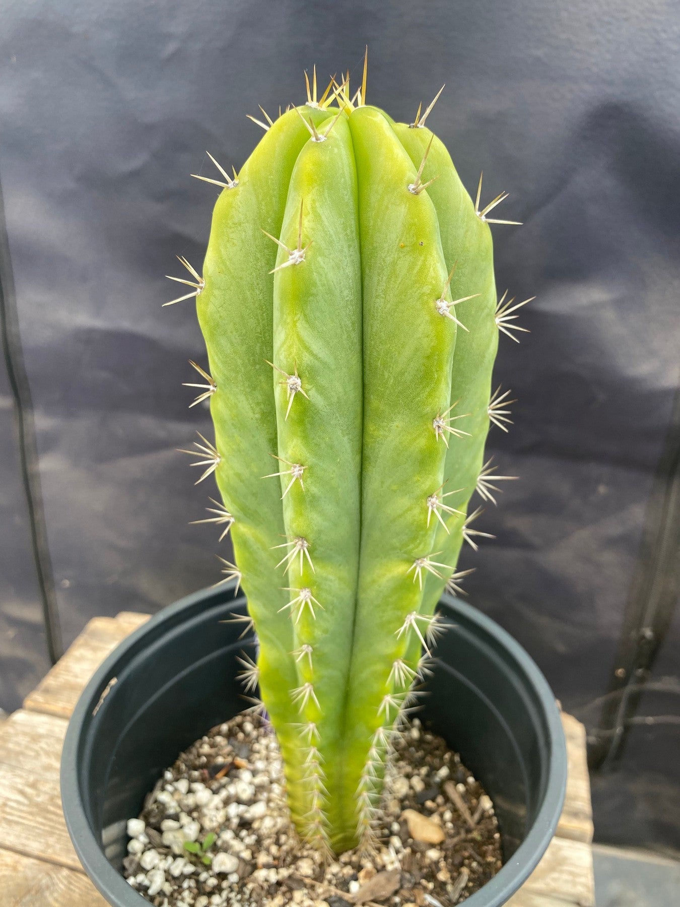 #EC220 EXACT Trichocereus Hybrid Scopulicola Dr.G X Bridgesii SS02 Ornamental Cactus 10”-Cactus - Large - Exact-The Succulent Source
