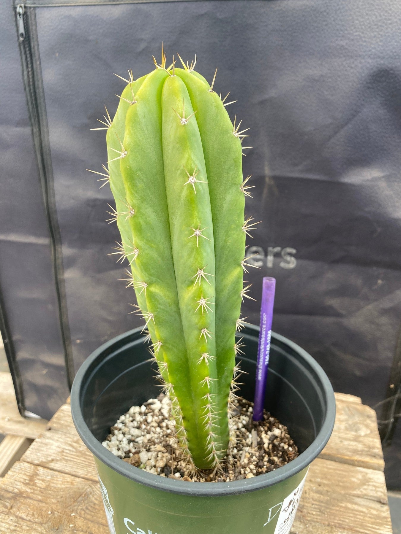 #EC220 EXACT Trichocereus Hybrid Scopulicola Dr.G X Bridgesii SS02 Ornamental Cactus 10”-Cactus - Large - Exact-The Succulent Source