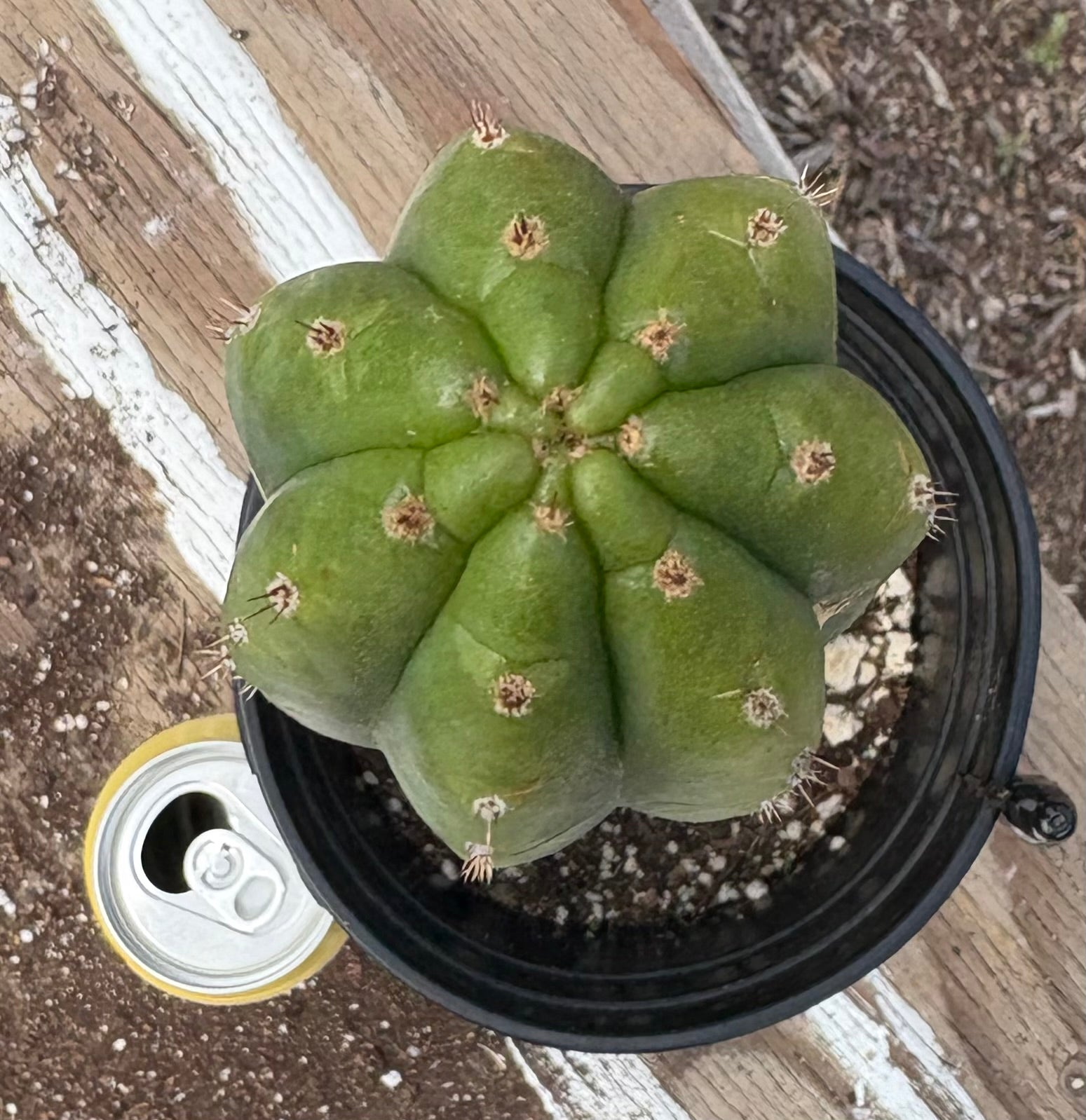 #EC220 EXACT Trichocereus Pachanoi Waytamayu OP Chavin Cactus 15”-Cactus - Large - Exact-The Succulent Source