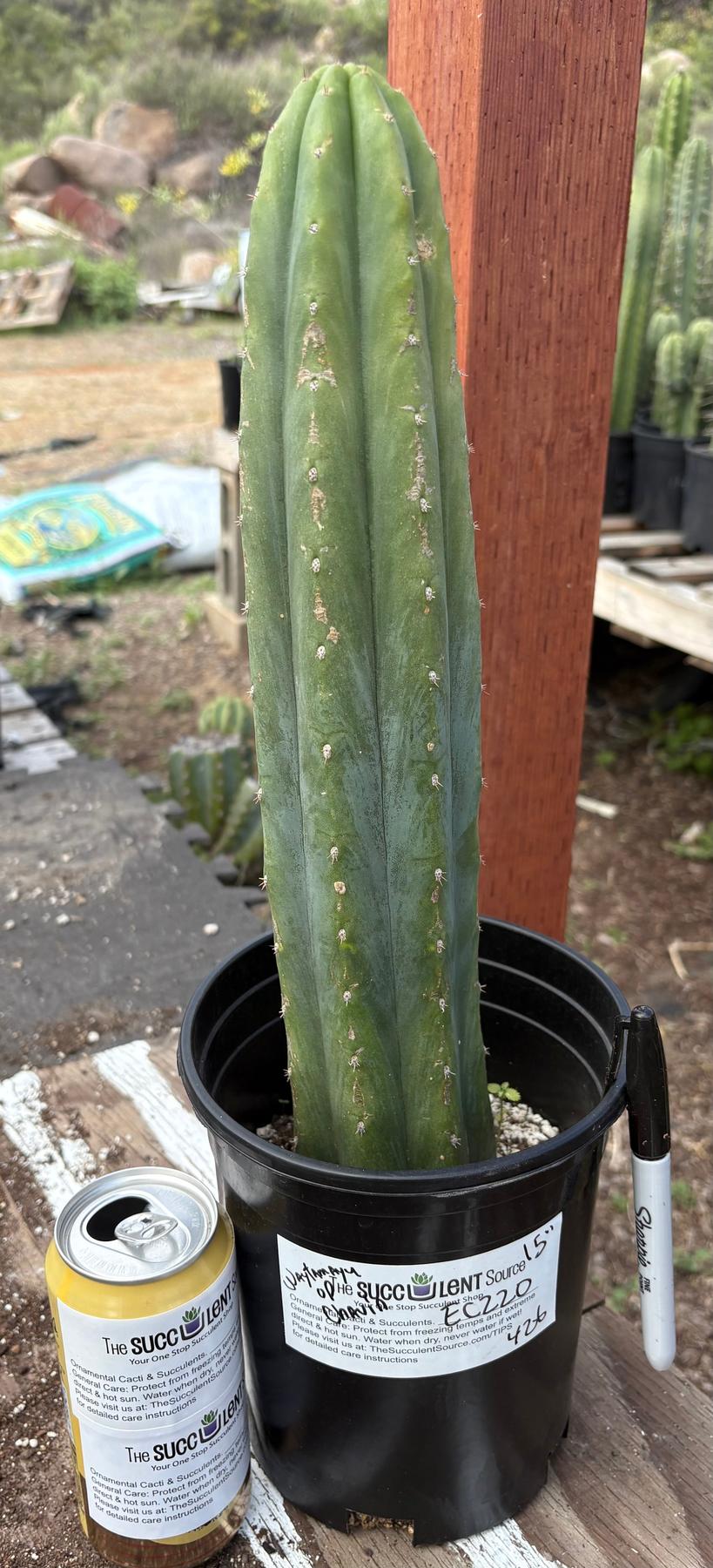 #EC220 EXACT Trichocereus Pachanoi Waytamayu OP Chavin Cactus 15”-Cactus - Large - Exact-The Succulent Source
