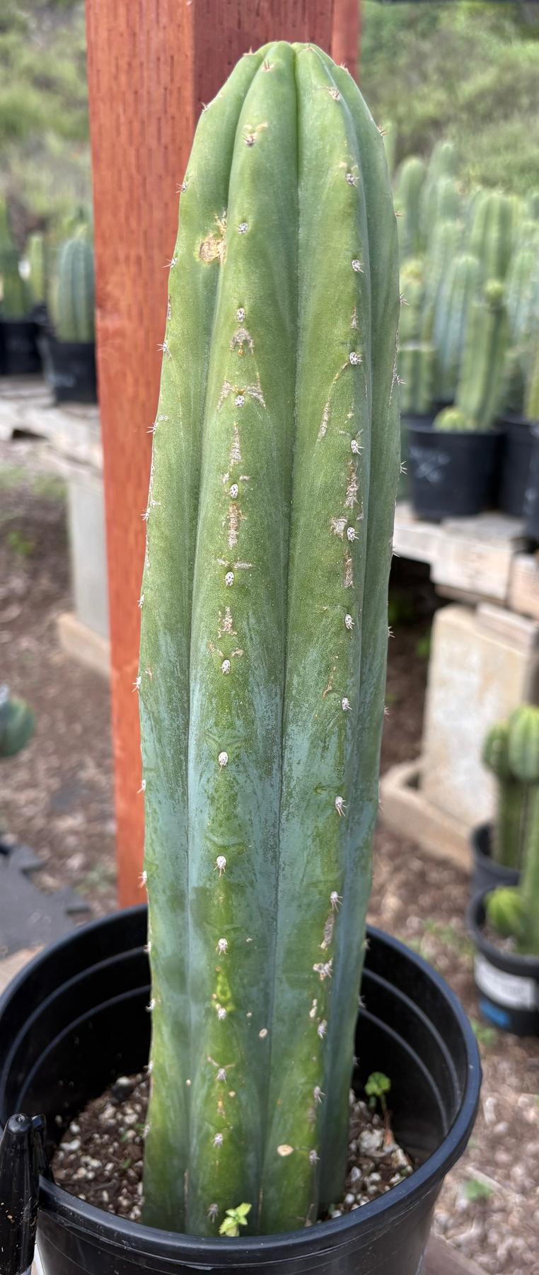 #EC220 EXACT Trichocereus Pachanoi Waytamayu OP Chavin Cactus 15”-Cactus - Large - Exact-The Succulent Source