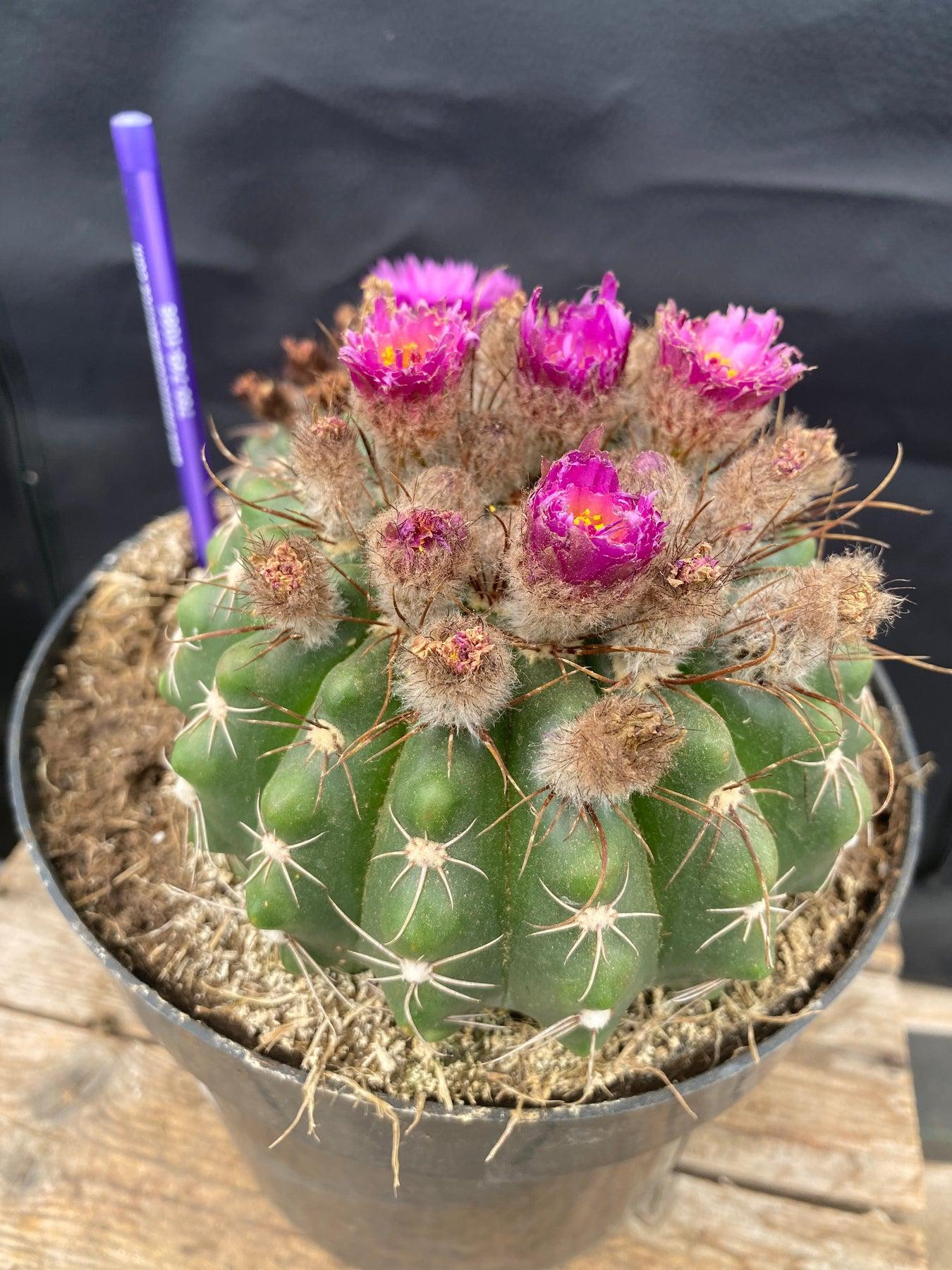 #EC221 EXACT Notocactus ubelmannia Ornamental Cactus. ”-Cactus - Large - Exact-The Succulent Source