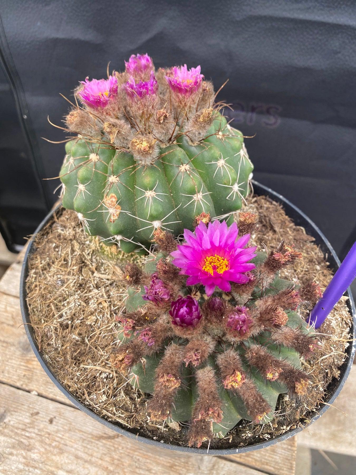 #EC221 EXACT Notocactus ubelmannia Ornamental Cactus. ”-Cactus - Large - Exact-The Succulent Source