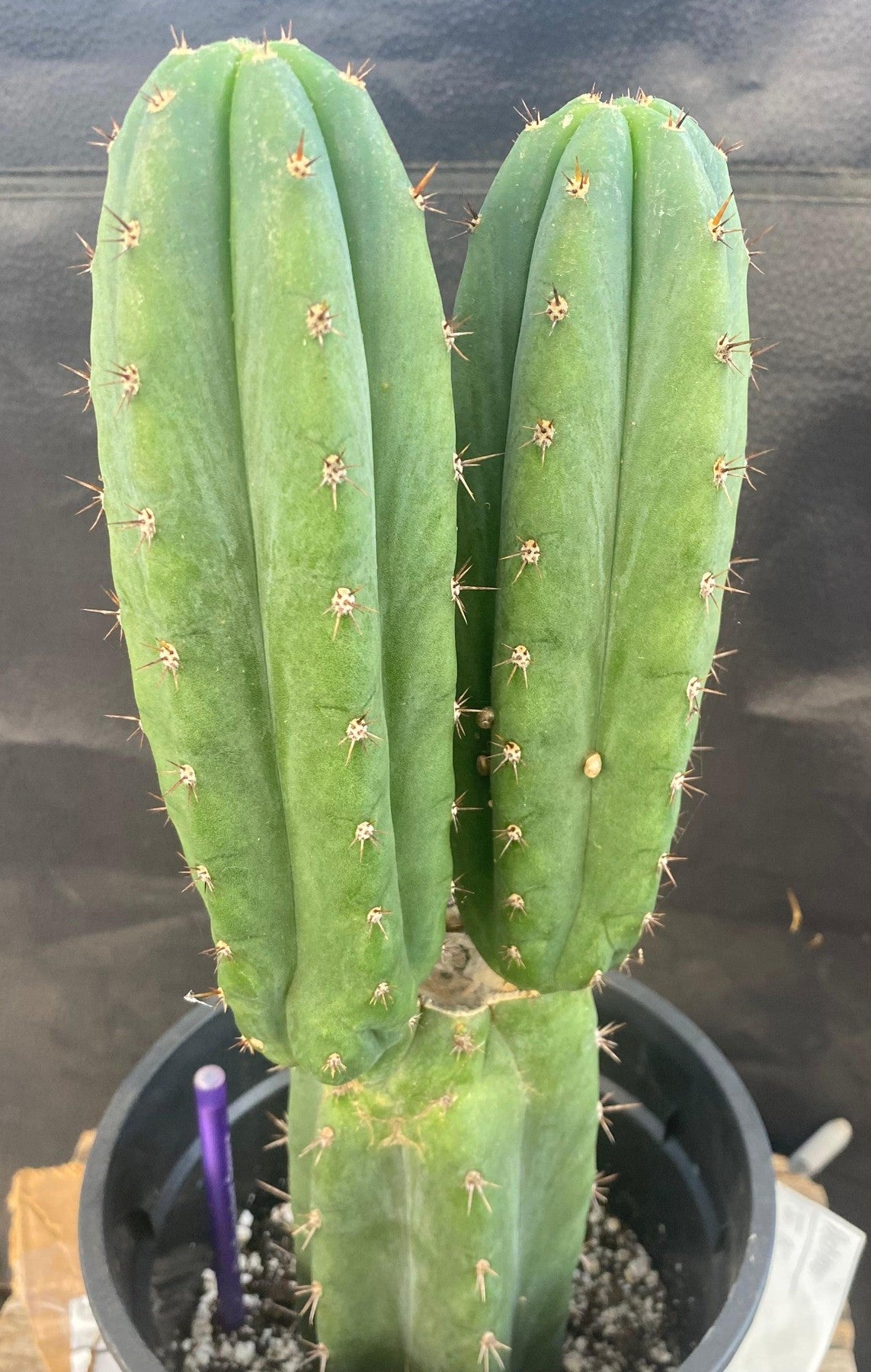 #EC224 EXACT Trichocereus Hybrid SS02x01 X Scopulicola Ornamental Cactus 14.5”-Cactus - Large - Exact-The Succulent Source