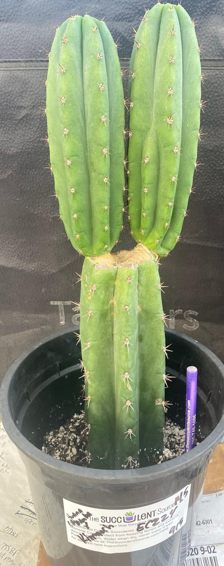 #EC224 EXACT Trichocereus Hybrid SS02x01 X Scopulicola Ornamental Cactus 14.5”-Cactus - Large - Exact-The Succulent Source