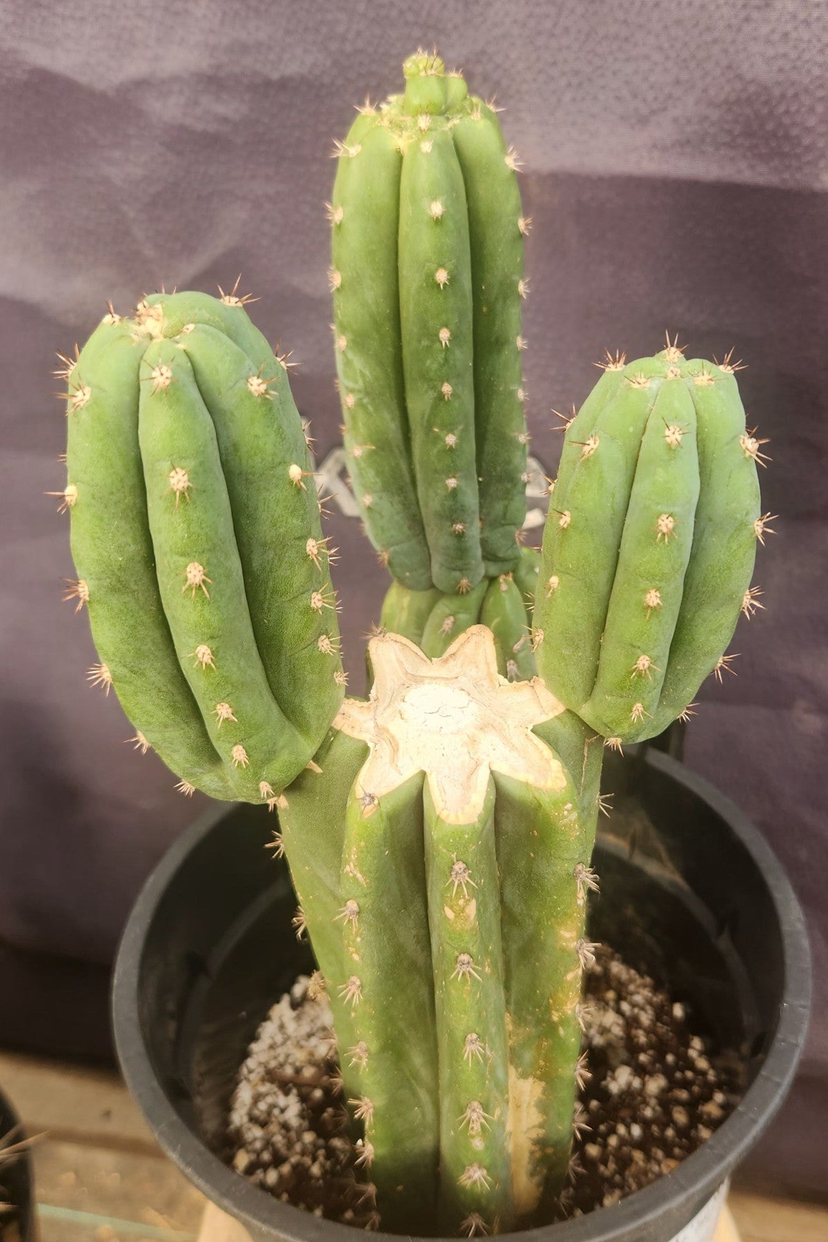 #EC224 EXACT Trichocereus Lost Label Cactus Ornamental Cactus 12”-Cactus - Large - Exact-The Succulent Source