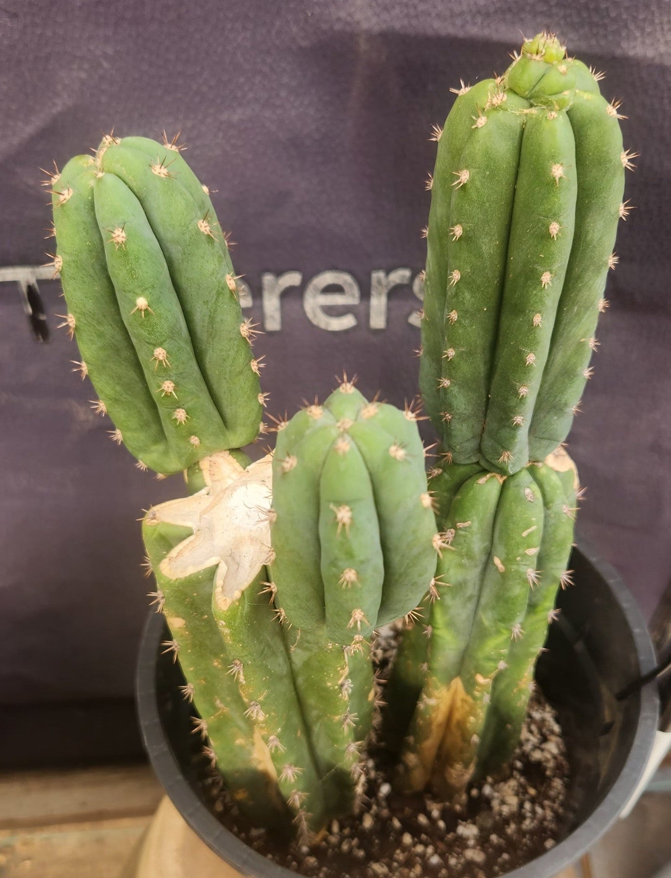 #EC224 EXACT Trichocereus Lost Label Cactus Ornamental Cactus 12”-Cactus - Large - Exact-The Succulent Source