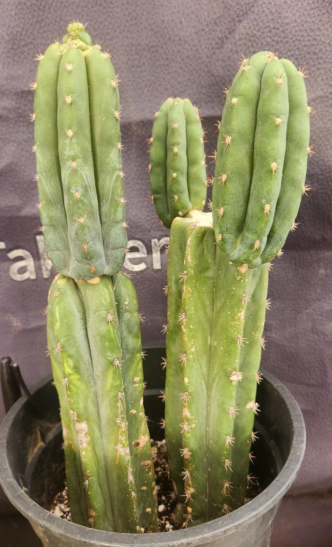 #EC224 EXACT Trichocereus Lost Label Cactus Ornamental Cactus 12”-Cactus - Large - Exact-The Succulent Source