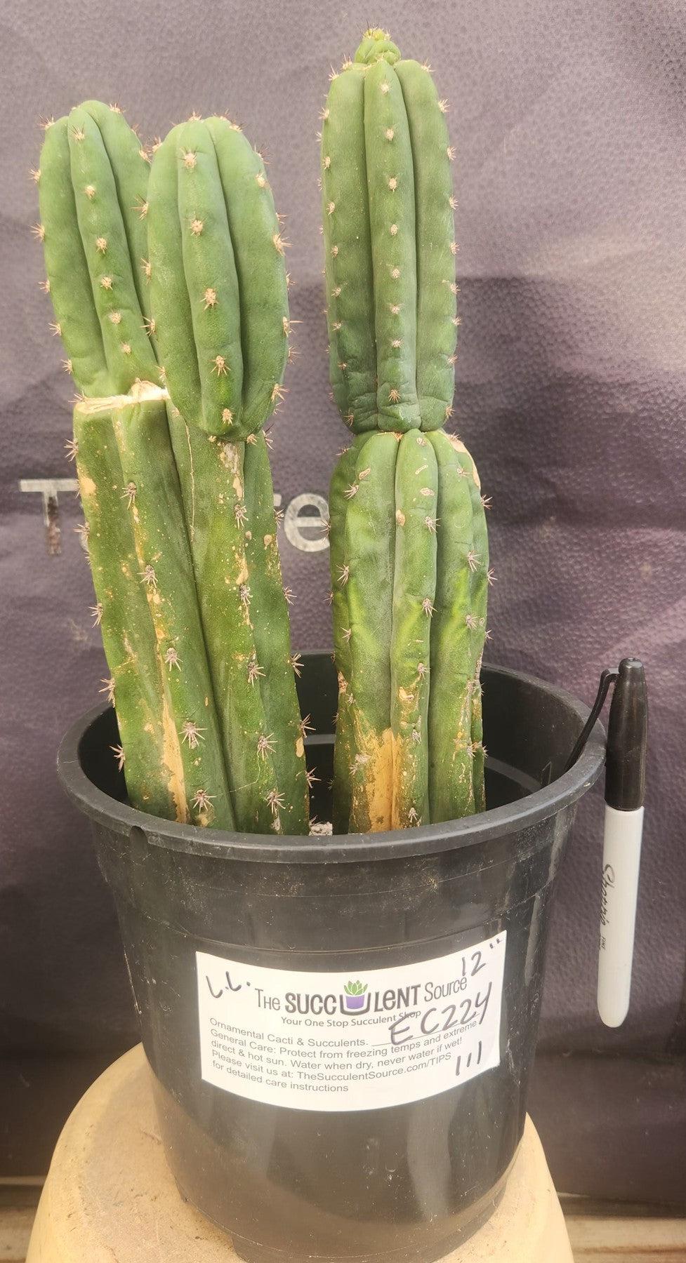 #EC224 EXACT Trichocereus Lost Label Cactus Ornamental Cactus 12”-Cactus - Large - Exact-The Succulent Source