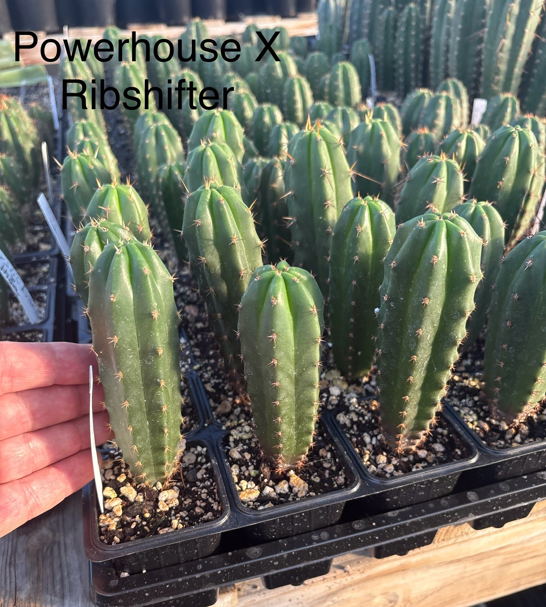 #EC225 EXACT Trichocereus Hybrid Cactus Bargain Potted Seedlings-Cactus - Large - Exact-The Succulent Source