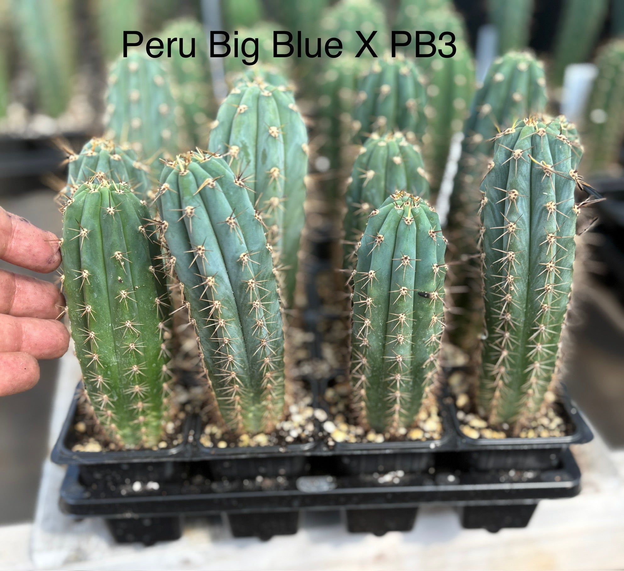 #EC225 EXACT Trichocereus Assorted Hybrid Cactus Seedlings-Cactus - Large - Exact-The Succulent Source