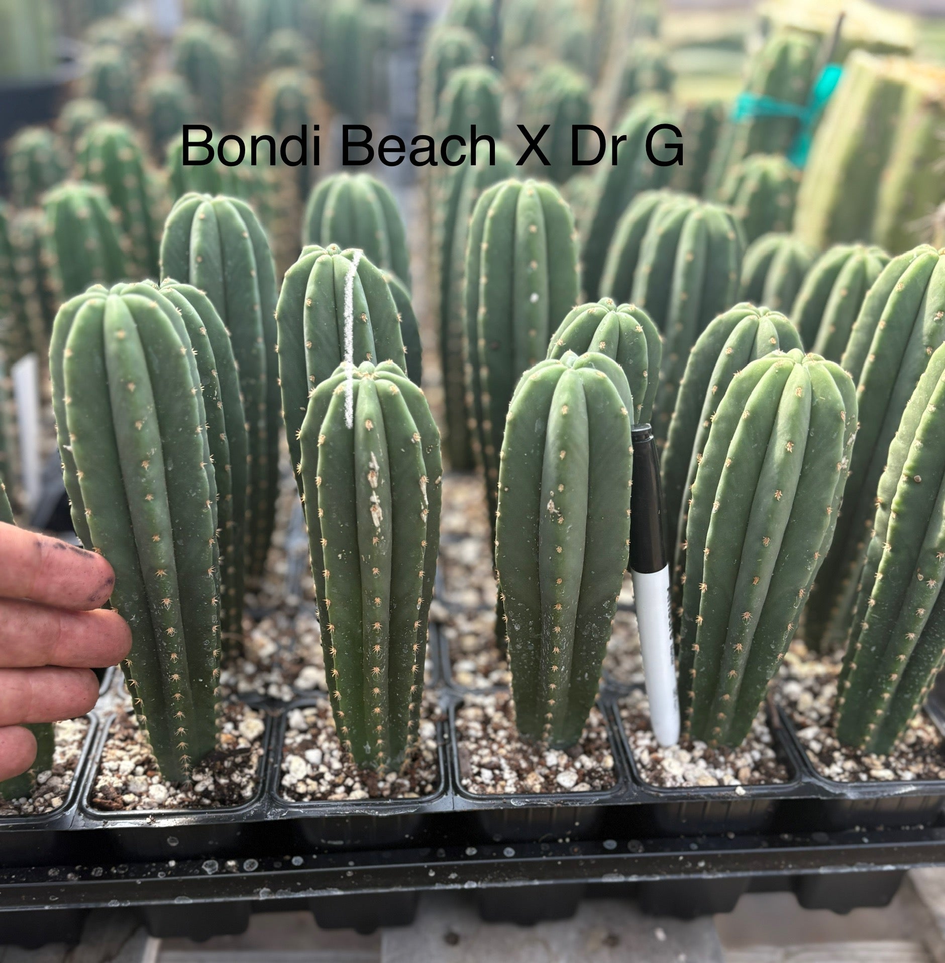 #EC225 EXACT Trichocereus Assorted Hybrid Cactus Seedlings-Cactus - Large - Exact-The Succulent Source