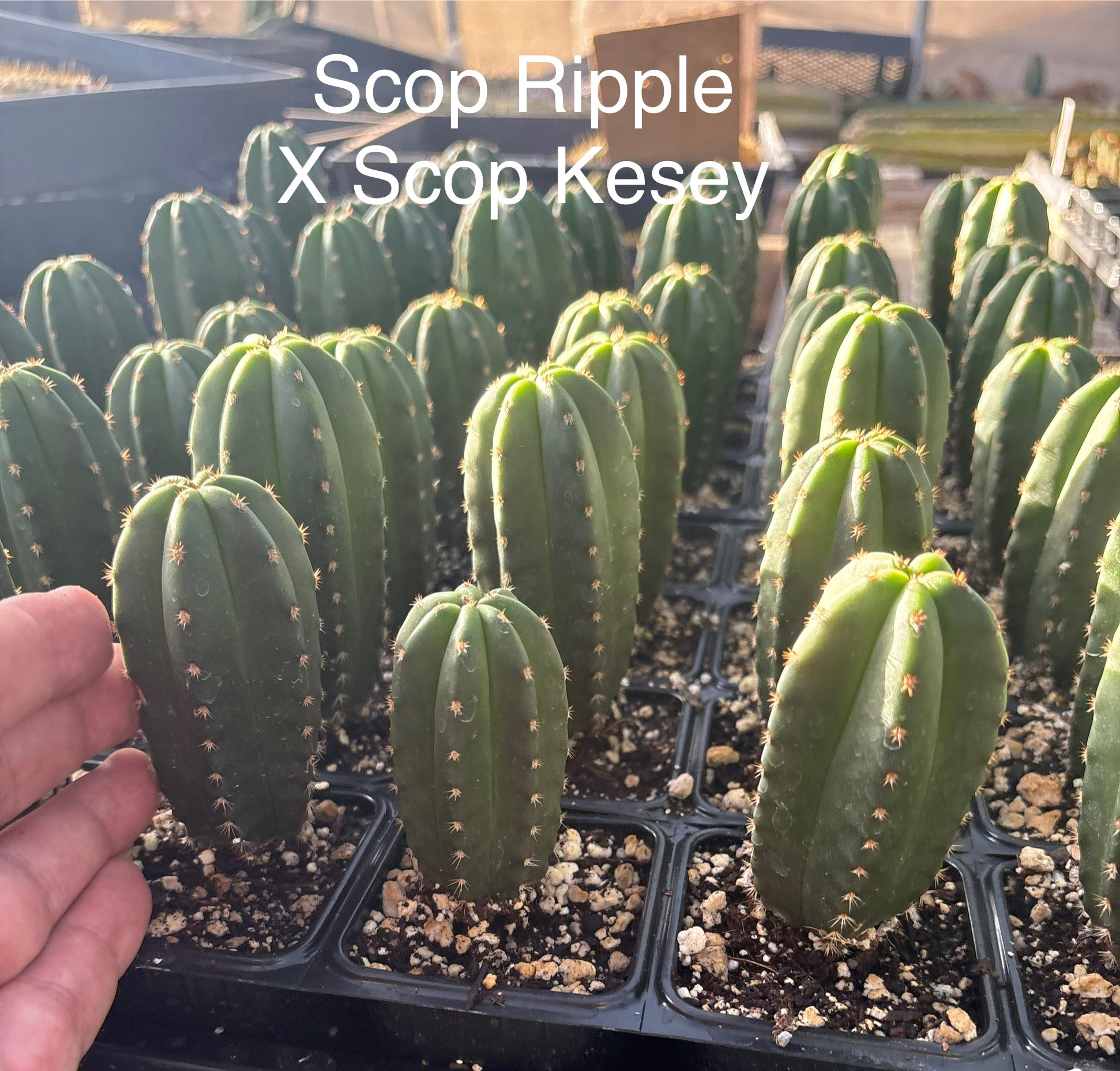 #EC225 EXACT Trichocereus Hybrid Cactus Bargain Potted Seedlings-Cactus - Large - Exact-The Succulent Source