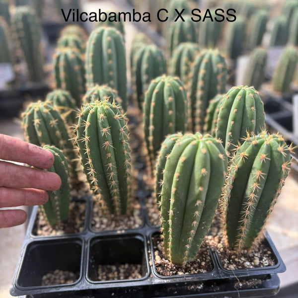 専用 2点 SUPER PEDRO X ANAKIE・Trichocereus EC201 EXACT Trichocereus Hybrid Super Pedro X Pachanoi Juuls