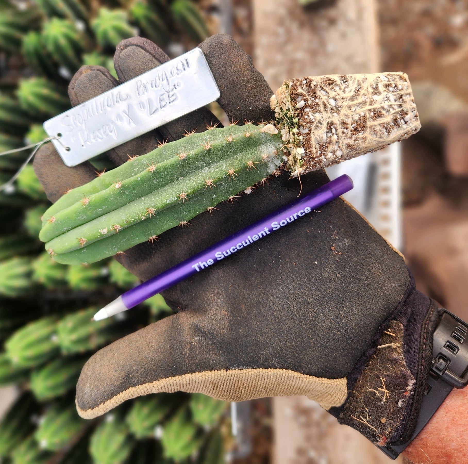 #EC225 EXACT Trichocereus Hybrid Scopulicola Kesey X Bridgesii Lee Cactus Seedlings 4"-Cactus - Large - Exact-The Succulent Source