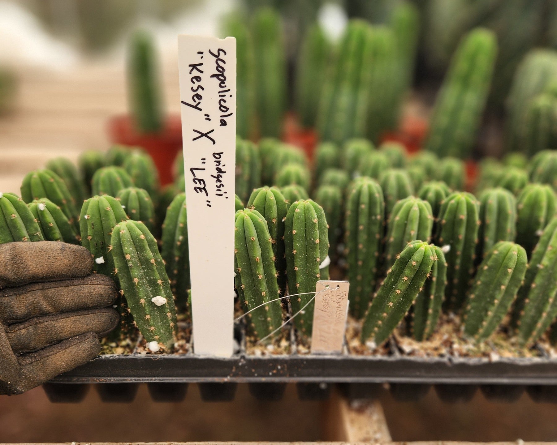 #EC225 EXACT Trichocereus Hybrid Scopulicola Kesey X Bridgesii Lee Cactus Seedlings 4"-Cactus - Large - Exact-The Succulent Source