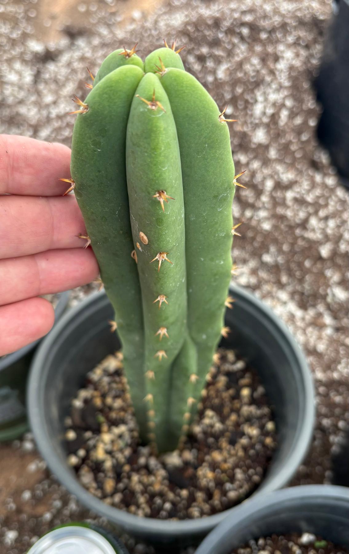 #EC225 EXACT Trichocereus Hybrid Scopulicola Ripple X Bridgesii Lee Cactus-Cactus - Large - Exact-The Succulent Source