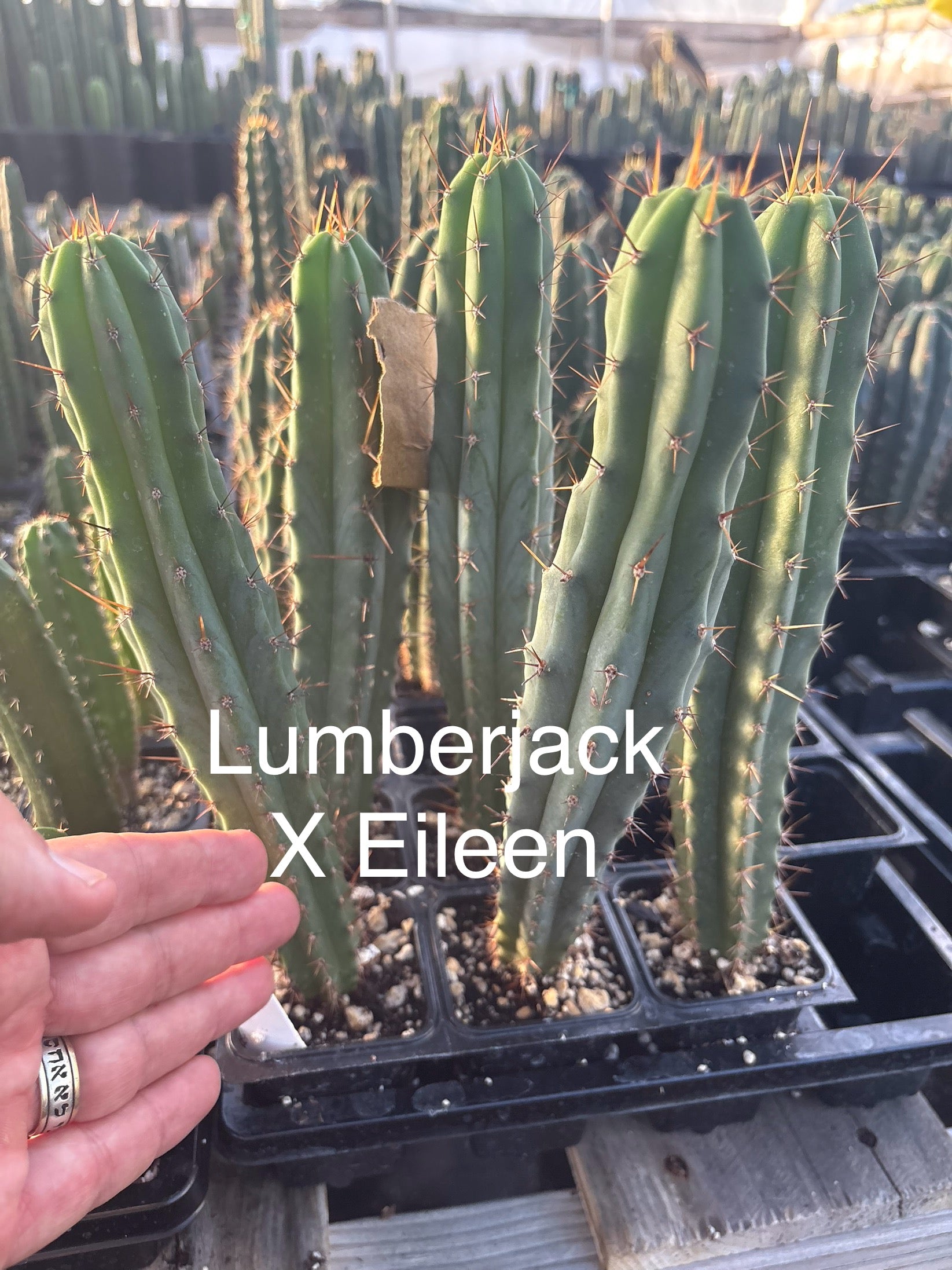 #EC225 EXACT Trichocereus Hybrid Cactus Bargain Potted Seedlings-Cactus - Large - Exact-The Succulent Source