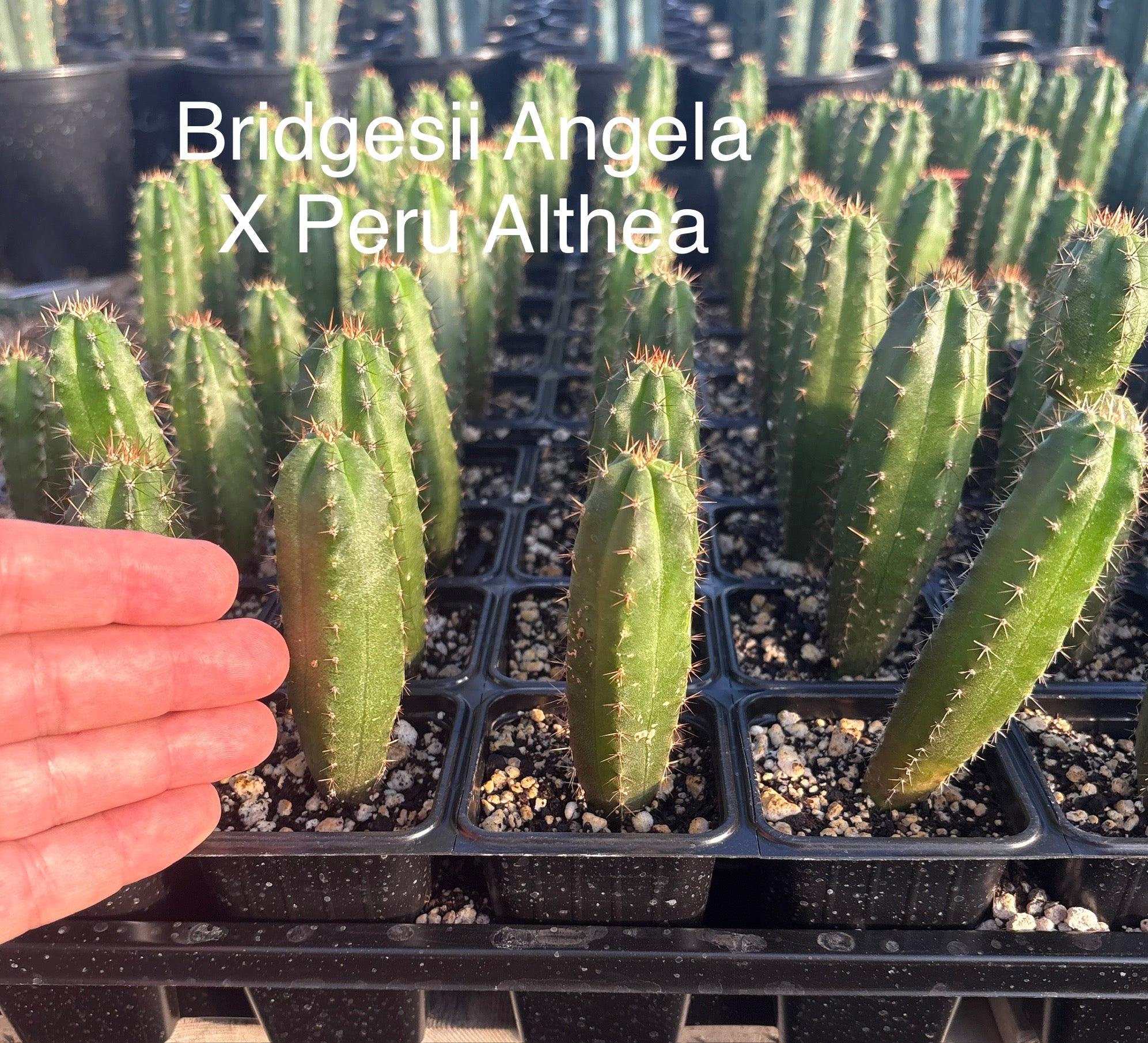 #EC225 EXACT Trichocereus Hybrid Cactus Bargain Potted Seedlings-Cactus - Large - Exact-The Succulent Source