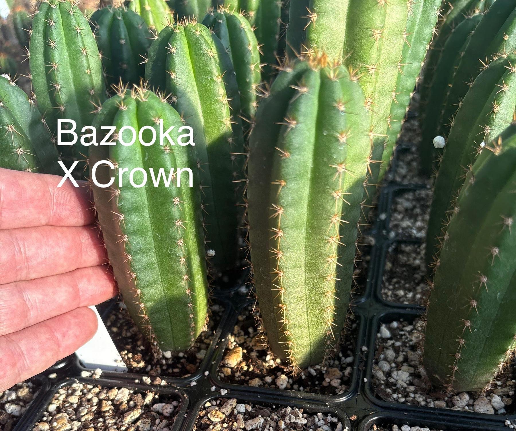 #EC225 EXACT Trichocereus Hybrid Cactus Bargain Potted Seedlings-Cactus - Large - Exact-The Succulent Source