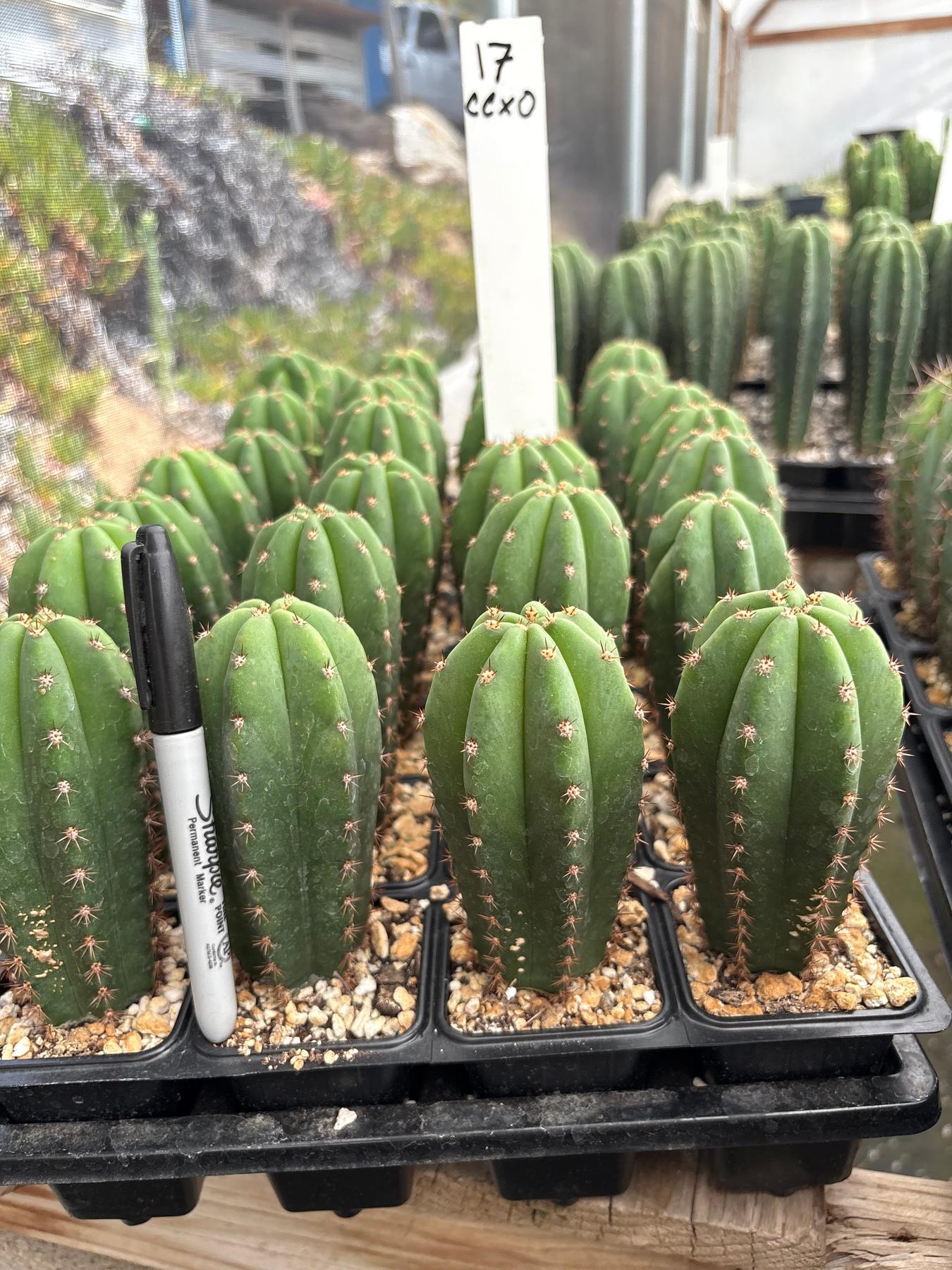 #EC225 Variety of Trichocereus Hybrid Cactus Bargain Potted Seedlings For Sale-Cactus - Large - Exact-The Succulent Source