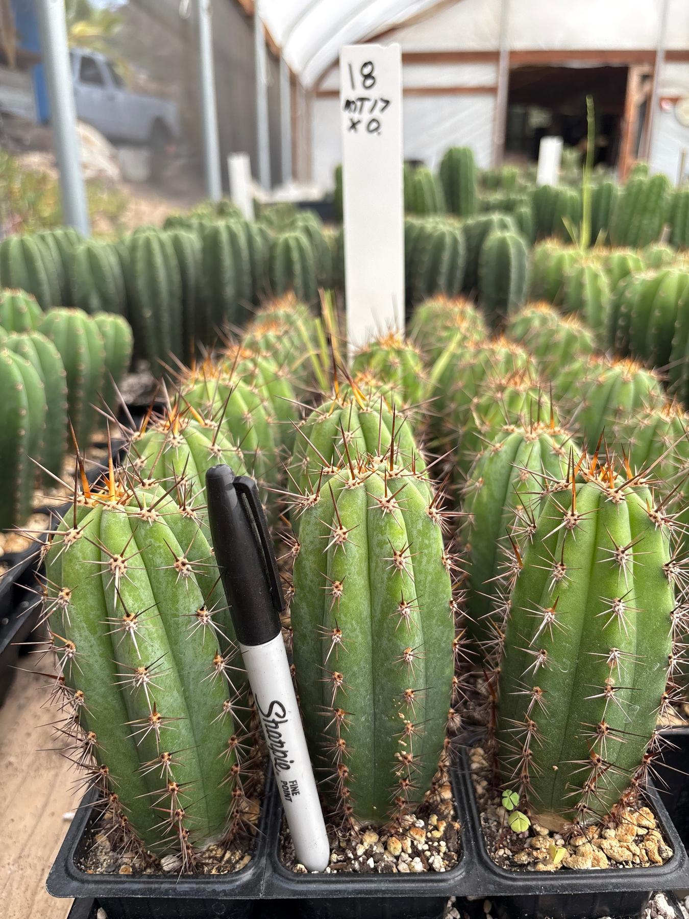 #EC225 Variety of Trichocereus Hybrid Cactus Bargain Potted Seedlings For Sale-Cactus - Large - Exact-The Succulent Source