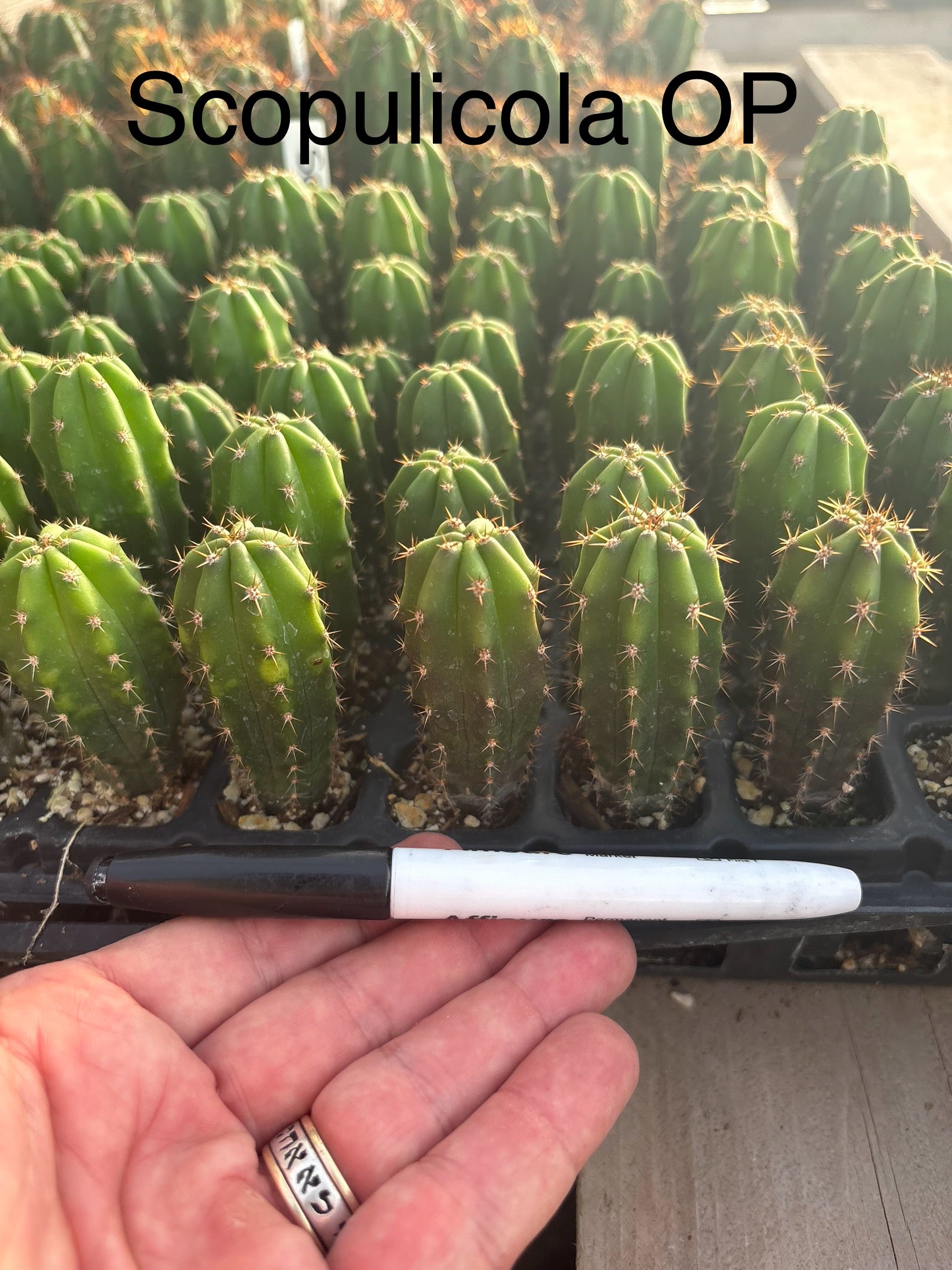 #EC225 EXACT Trichocereus Hybrid Cactus Bargain Potted Seedlings-Cactus - Large - Exact-The Succulent Source