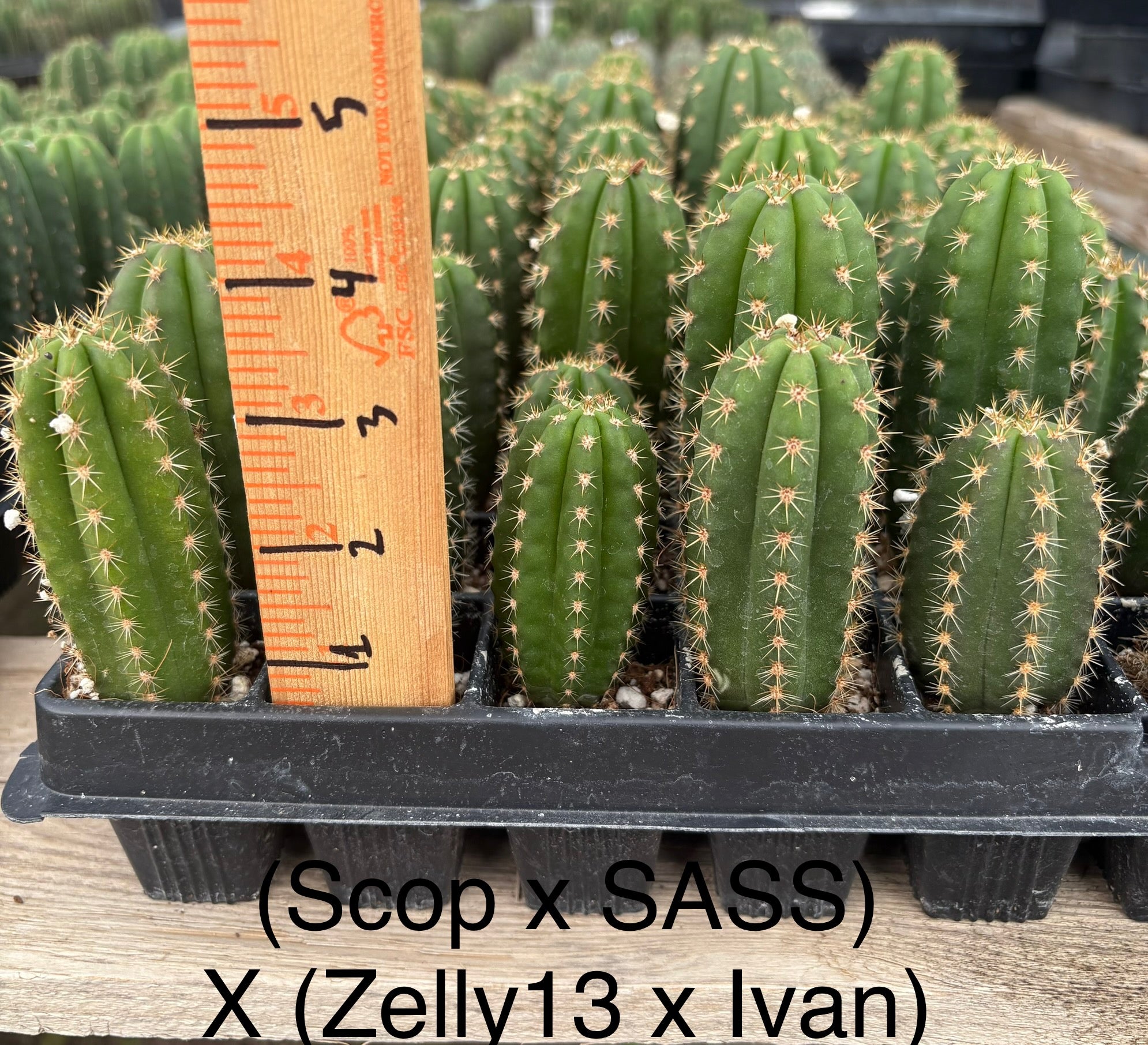 #EC225 Variety of Trichocereus Hybrid Cactus Bargain Potted Seedlings For Sale-Cactus - Large - Exact-The Succulent Source