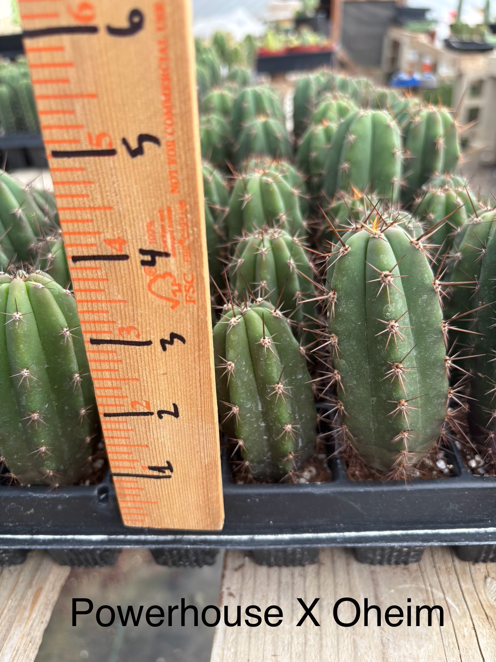 #EC225 Variety of Trichocereus Hybrid Cactus Bargain Potted Seedlings For Sale-Cactus - Large - Exact-The Succulent Source
