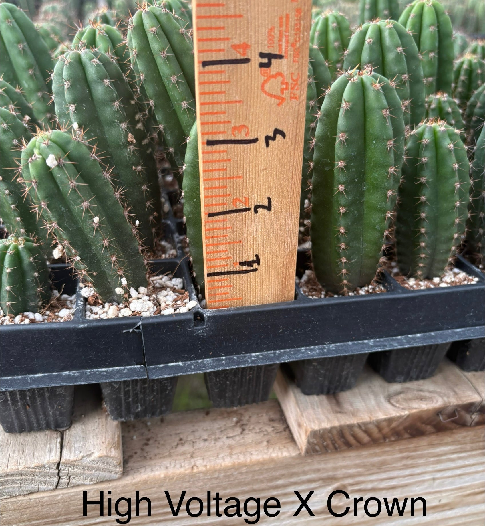 #EC225 Variety of Trichocereus Hybrid Cactus Bargain Potted Seedlings For Sale-Cactus - Large - Exact-The Succulent Source