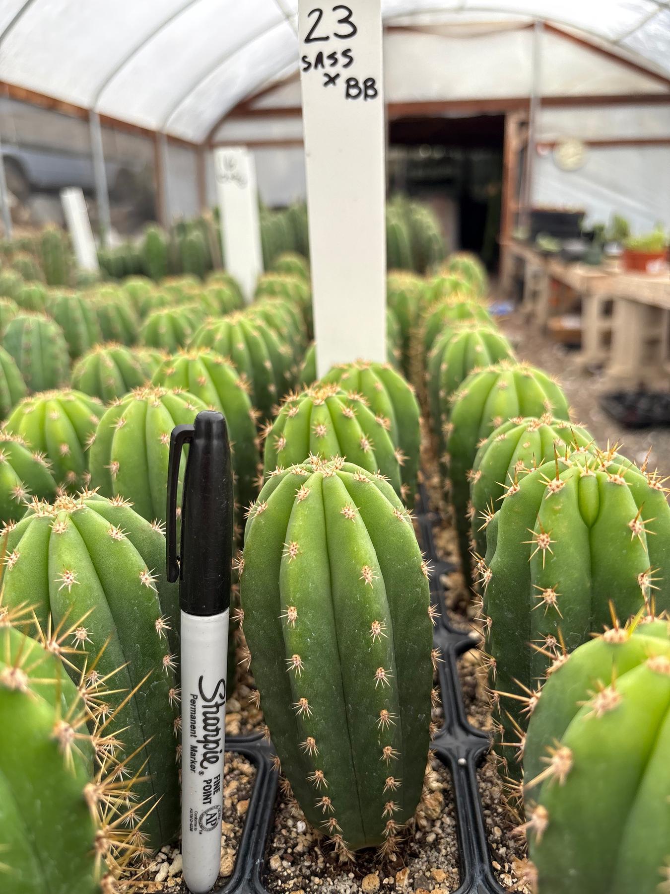 #EC225 Variety of Trichocereus Hybrid Cactus Bargain Potted Seedlings For Sale-Cactus - Large - Exact-The Succulent Source