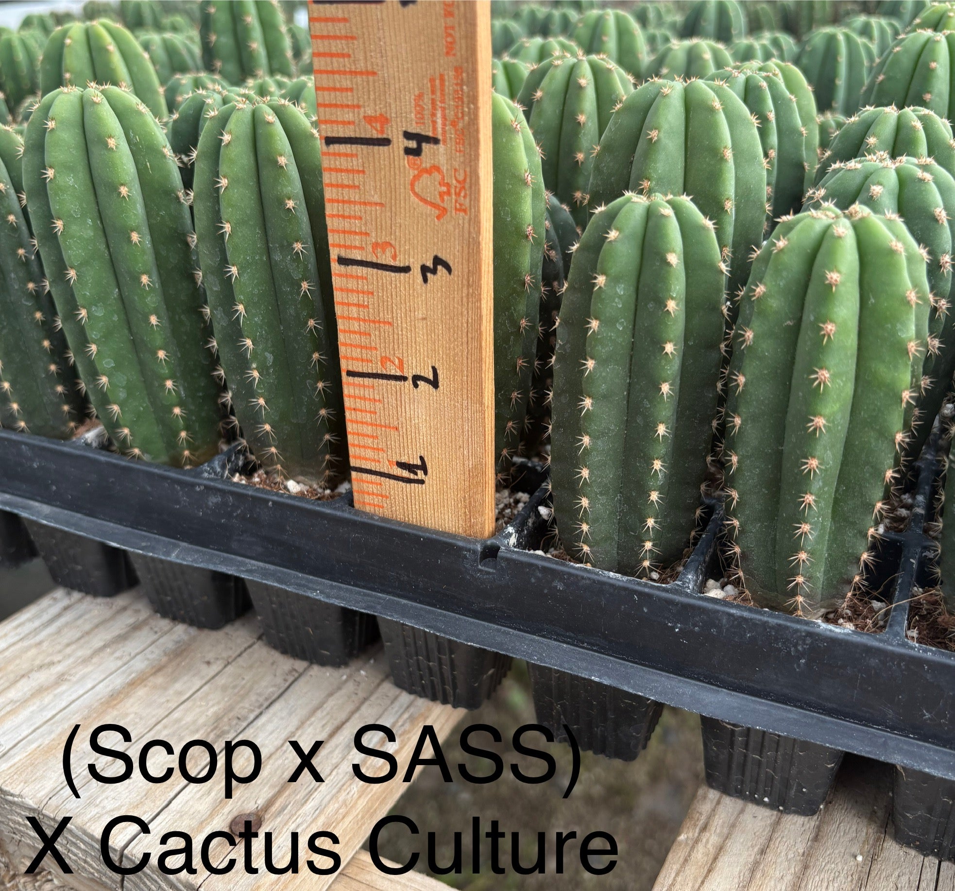 #EC225 Variety of Trichocereus Hybrid Cactus Bargain Potted Seedlings For Sale-Cactus - Large - Exact-The Succulent Source