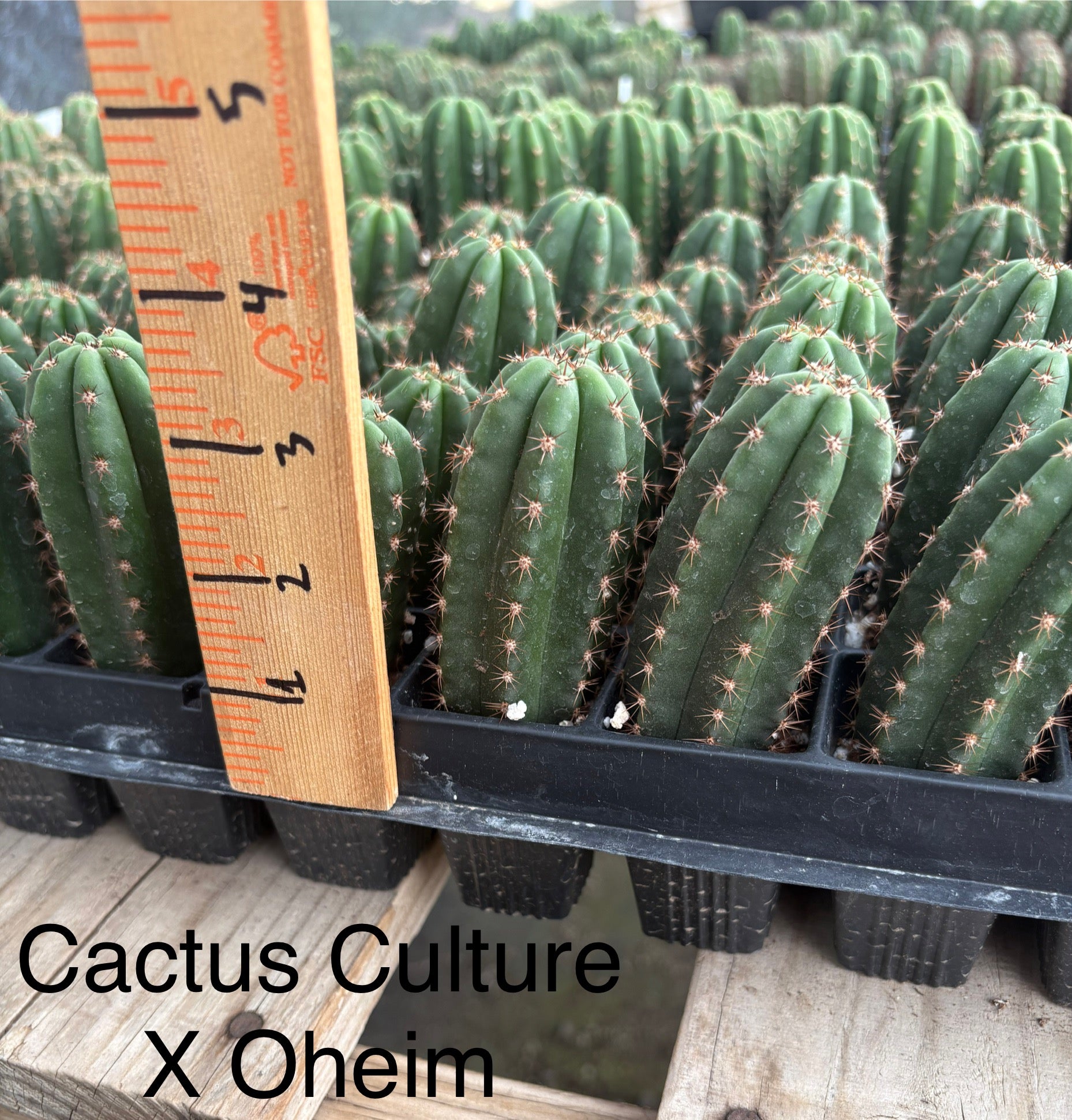 #EC225 Variety of Trichocereus Hybrid Cactus Bargain Potted Seedlings For Sale-Cactus - Large - Exact-The Succulent Source
