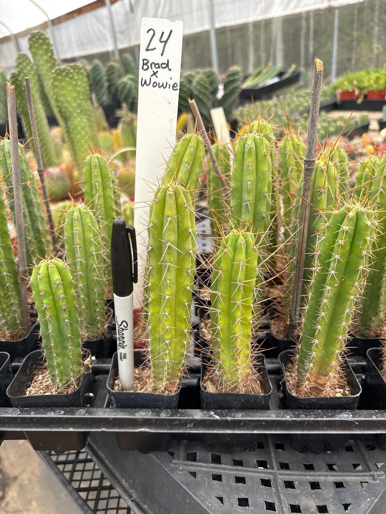 #EC225 Variety of Trichocereus Hybrid Cactus Bargain Potted Seedlings For Sale-Cactus - Large - Exact-The Succulent Source