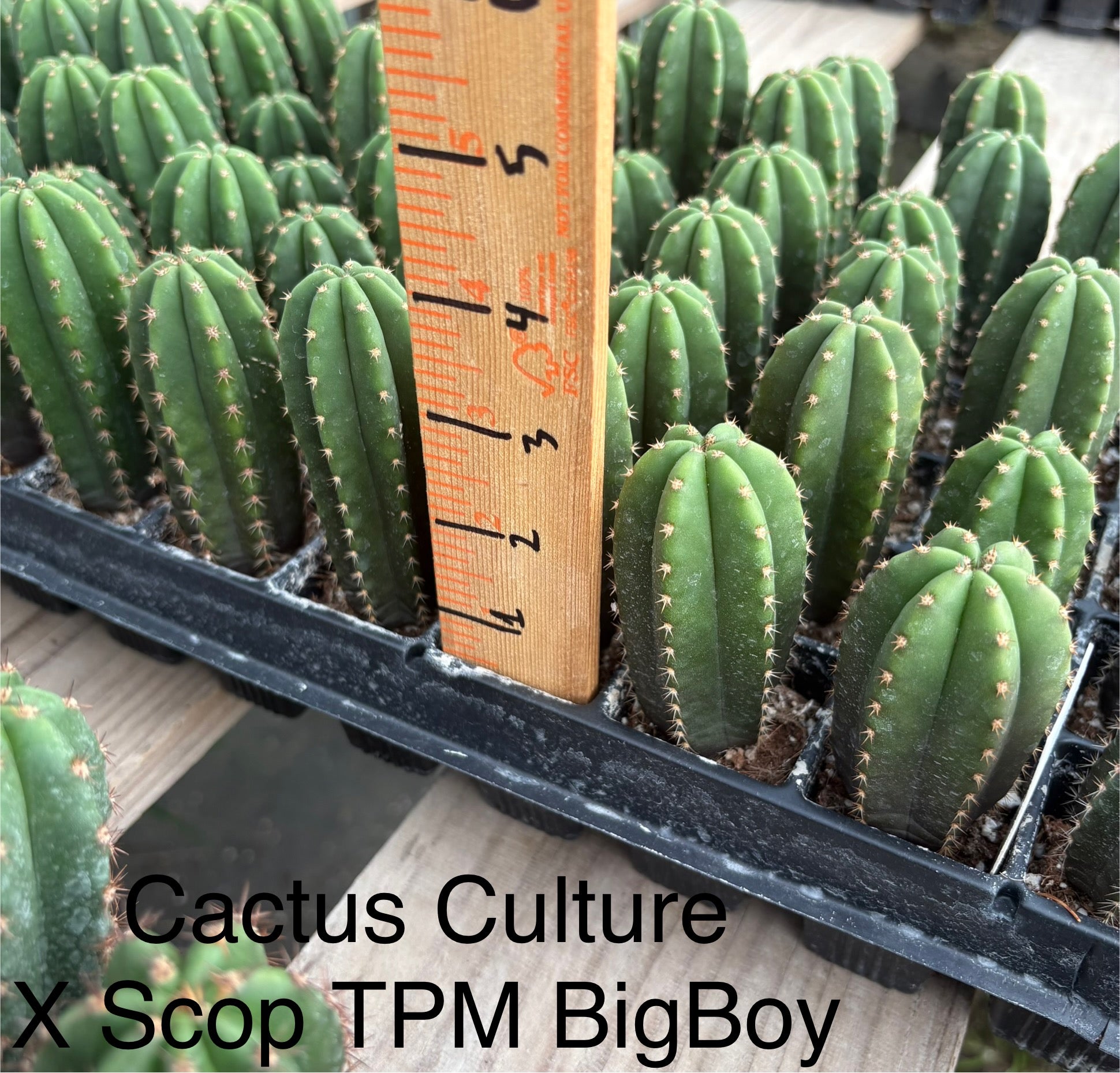 #EC225 Variety of Trichocereus Hybrid Cactus Bargain Potted Seedlings For Sale-Cactus - Large - Exact-The Succulent Source