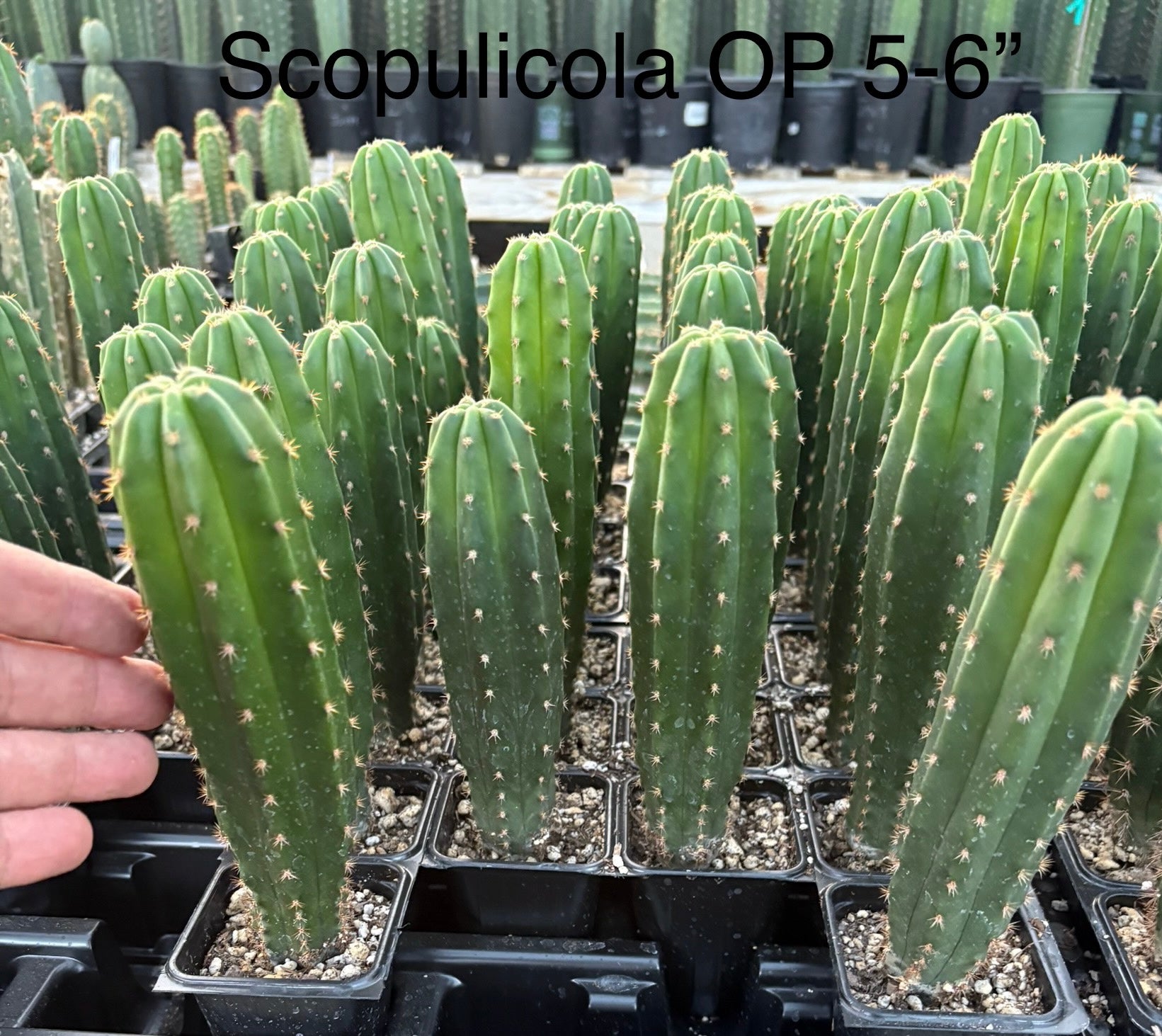 #EC225 Variety of Trichocereus Hybrid Cactus Bargain Potted Seedlings For Sale-Cactus - Large - Exact-The Succulent Source