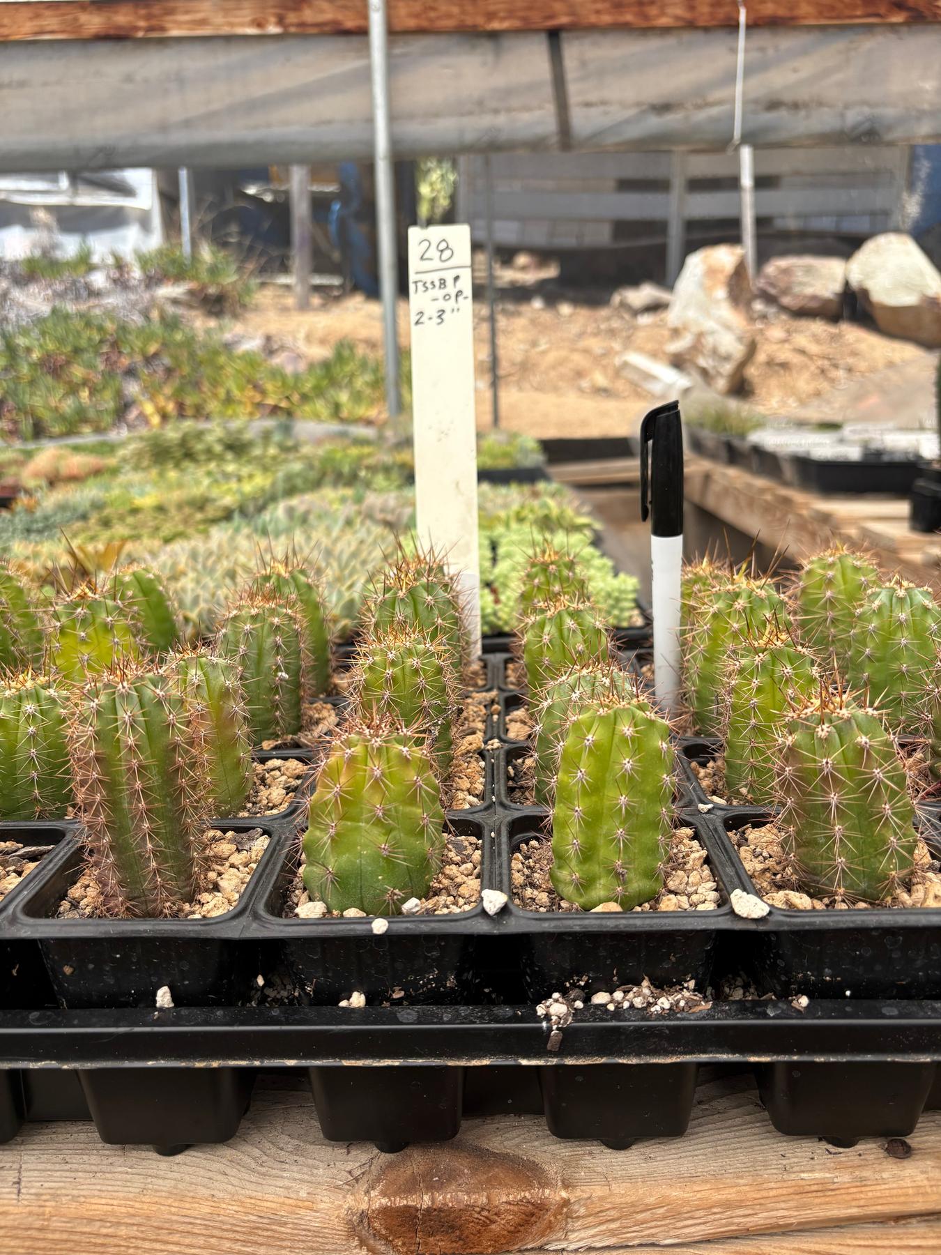 #EC225 Variety of Trichocereus Hybrid Cactus Bargain Potted Seedlings For Sale-Cactus - Large - Exact-The Succulent Source