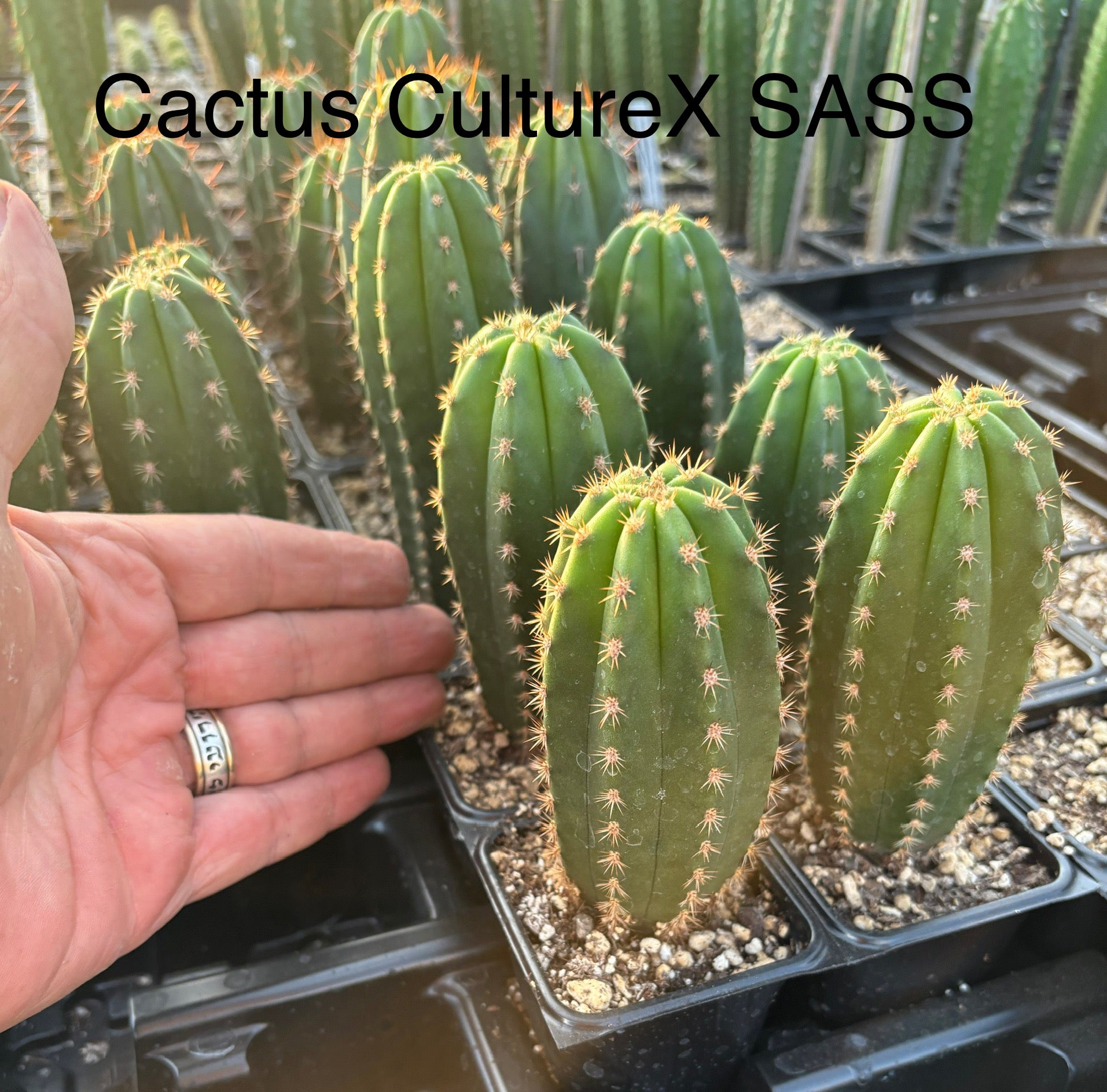 #EC225 Variety of Trichocereus Hybrid Cactus Bargain Potted Seedlings For Sale-Cactus - Large - Exact-The Succulent Source