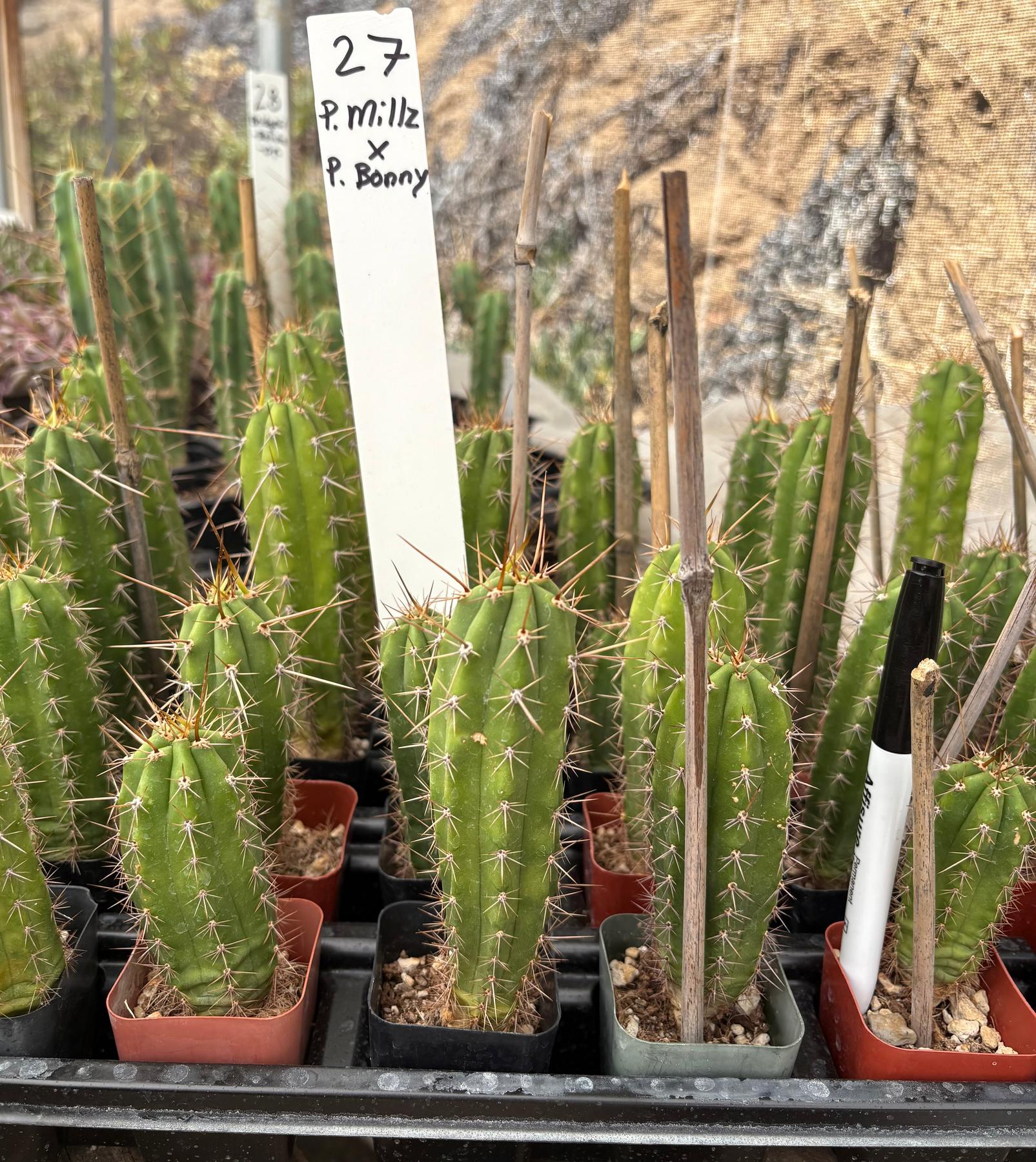 #EC225 Variety of Trichocereus Hybrid Cactus Bargain Potted Seedlings For Sale-Cactus - Large - Exact-The Succulent Source