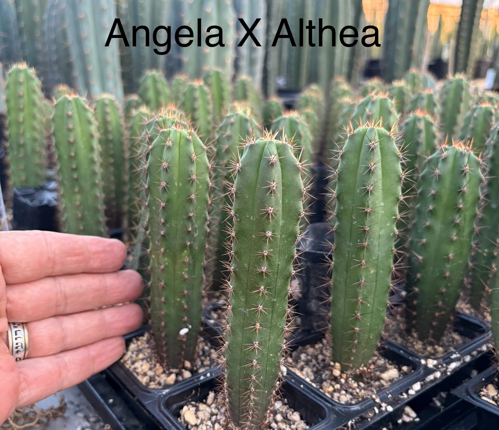 #EC225 Variety of Trichocereus Hybrid Cactus Bargain Potted Seedlings For Sale-Cactus - Large - Exact-The Succulent Source