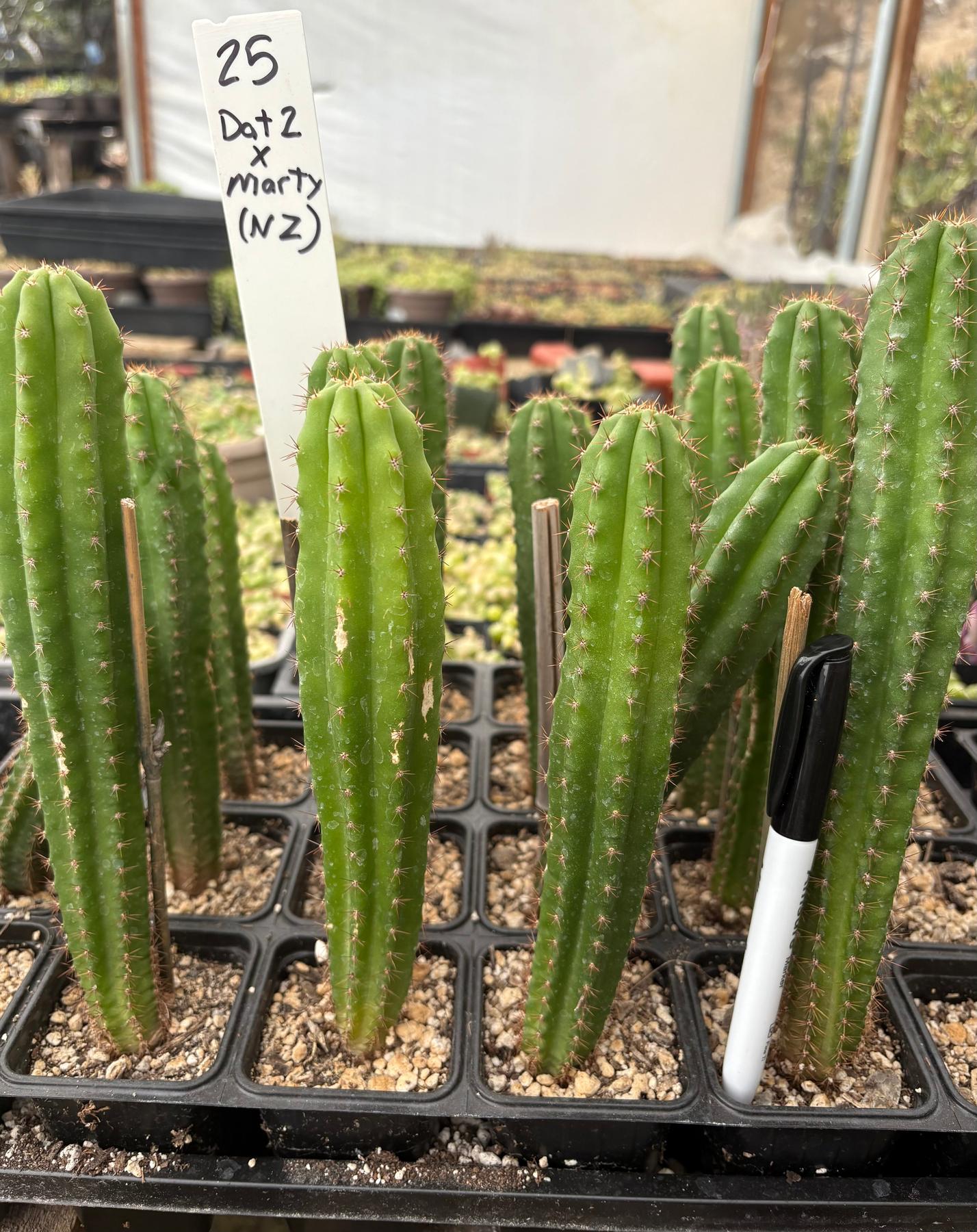 #EC225 Variety of Trichocereus Hybrid Cactus Bargain Potted Seedlings For Sale-Cactus - Large - Exact-The Succulent Source