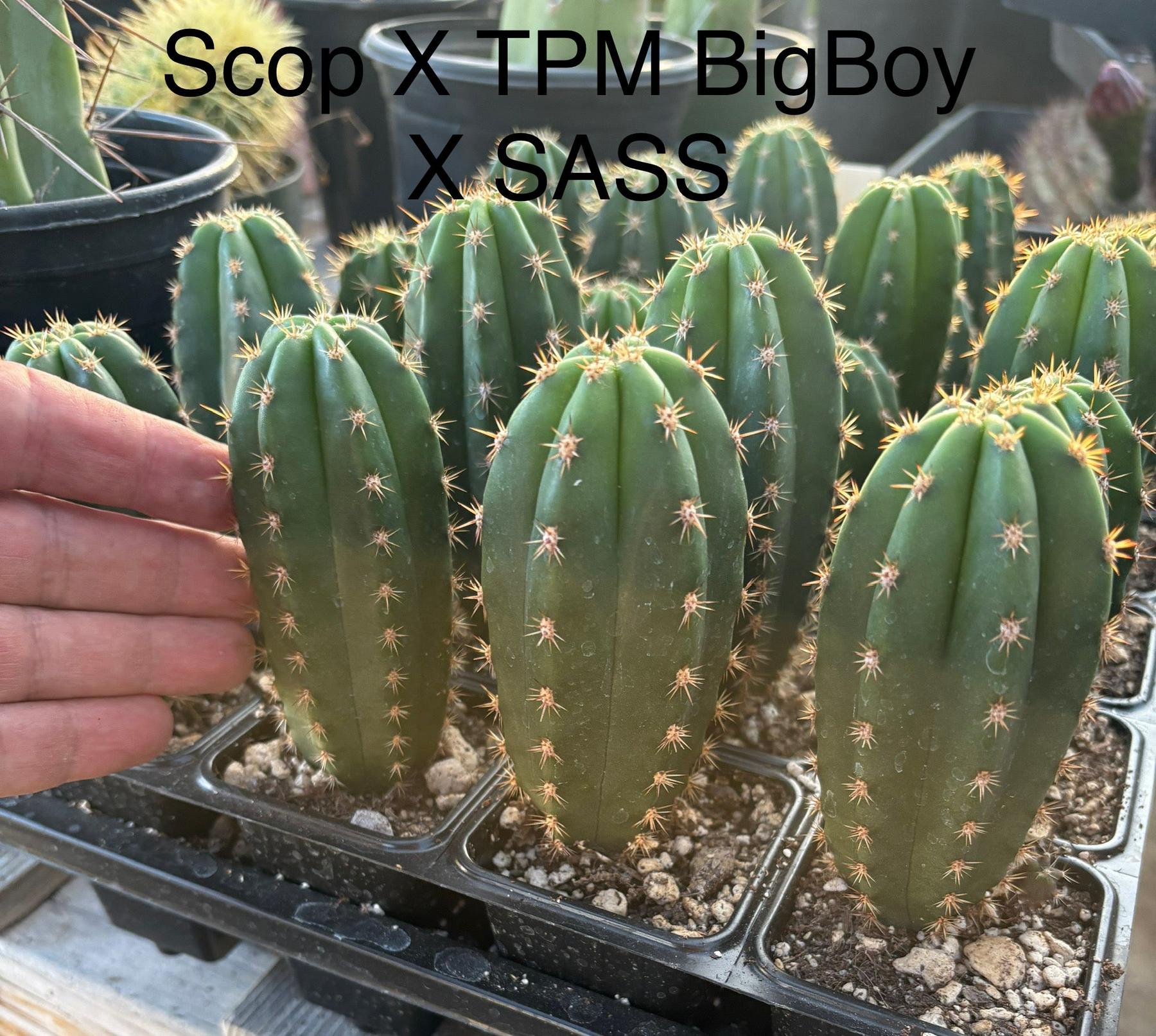 #EC225 Variety of Trichocereus Hybrid Cactus Bargain Potted Seedlings For Sale-Cactus - Large - Exact-The Succulent Source