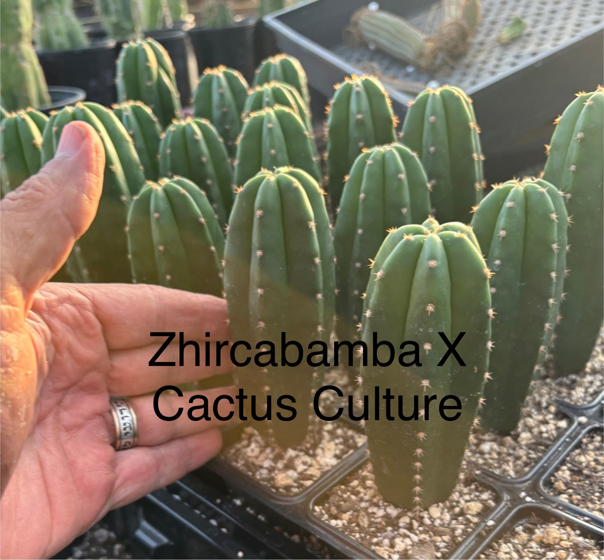 #EC225 Variety of Trichocereus Hybrid Cactus Bargain Potted Seedlings For Sale-Cactus - Large - Exact-The Succulent Source