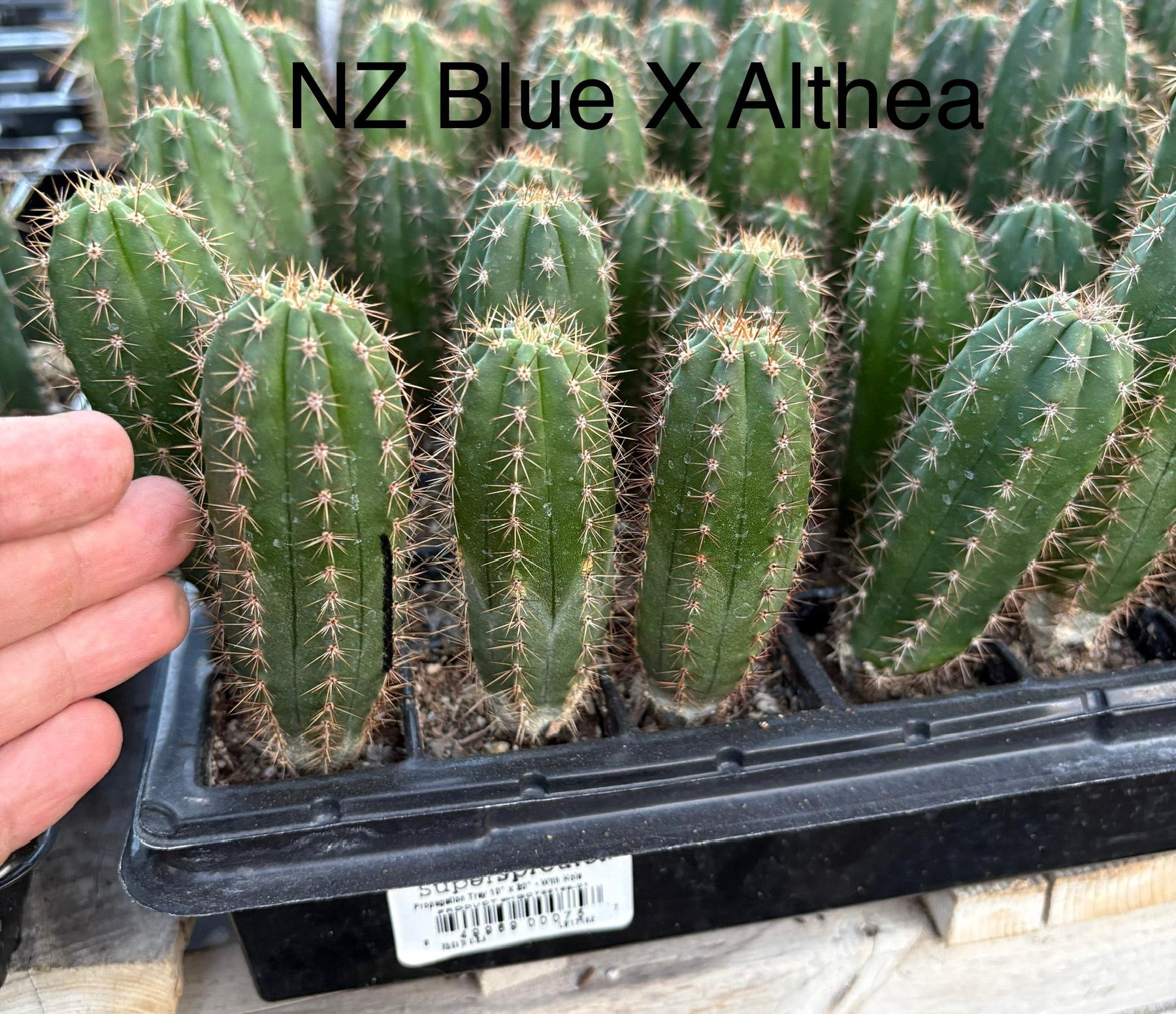 #EC225 Variety of Trichocereus Hybrid Cactus Bargain Potted Seedlings For Sale-Cactus - Large - Exact-The Succulent Source