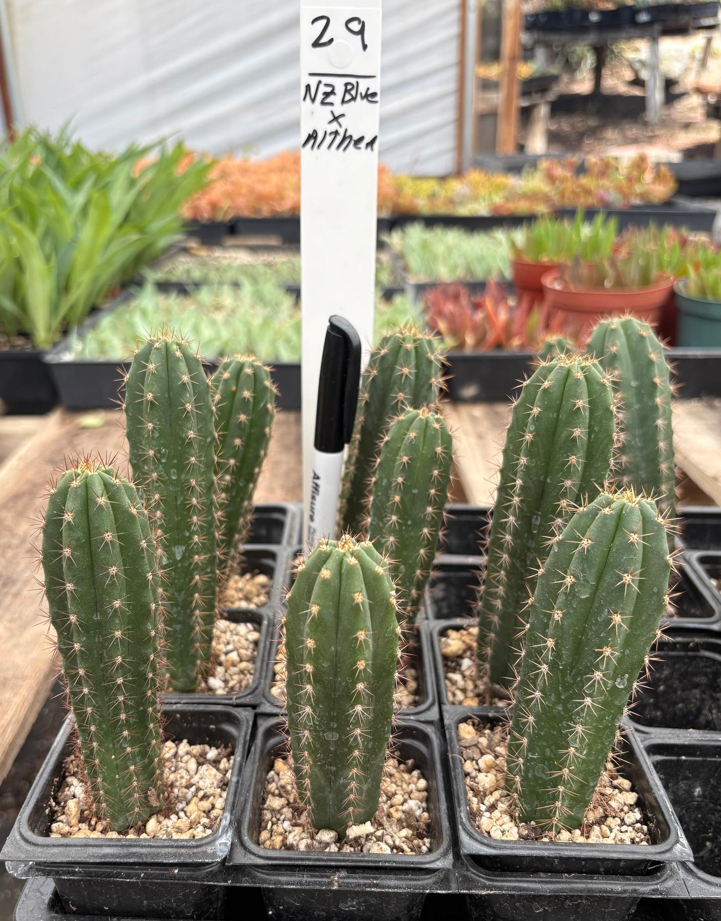 #EC225 Variety of Trichocereus Hybrid Cactus Bargain Potted Seedlings For Sale-Cactus - Large - Exact-The Succulent Source